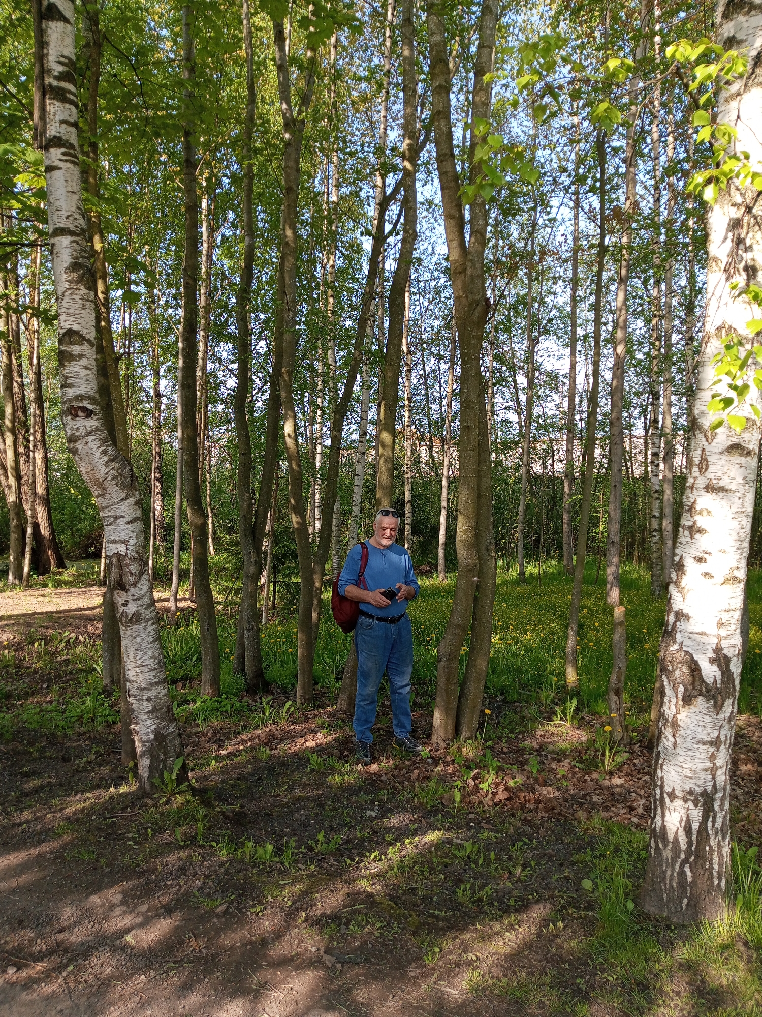 An eye-level full shot captures a middle-aged man standing among thin trees in the city of Kommunar, Russia. The man is fair-skinned, with short grey hair, wearing a blue long-sleeved shirt and blue jeans. A red backpack hangs on his right shoulder. He is holding a black object, possibly a cell phone or camera, and looking down at it. The surrounding environment consists of a dense grouping of slender trees with green foliage at the top, allowing light to filter through. The ground is covered with grass, small green plants, and fallen leaves. A dirt path runs along the bottom of the frame. Two birch trees with white bark are to the left and right sides.