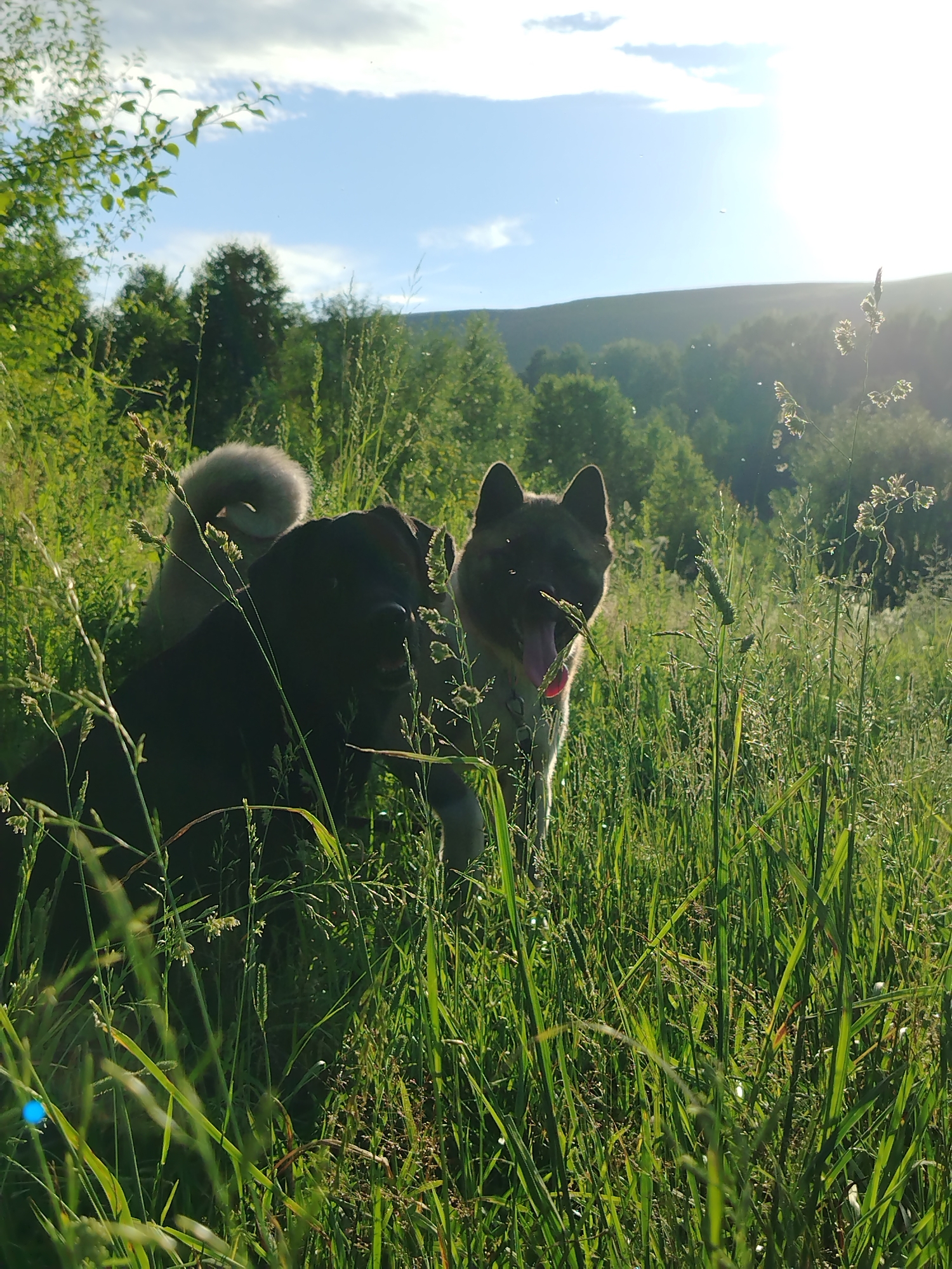 Two dogs are partially obscured by tall green grass in a sun-drenched field. The dog in the foreground on the left is predominantly black, with its head facing forward. To its right and slightly behind, a lighter-colored dog is visible, with its head turned towards the camera, tongue lolling out. Its tail curls over its back. The environment is a natural landscape with rolling hills and trees in the background under a bright blue sky with scattered clouds. The lighting suggests late afternoon or early evening sunlight, creating a warm glow and lens flare in the upper right quadrant of the image. The specific location in Рассвет, Russia, cannot be determined from the image alone.