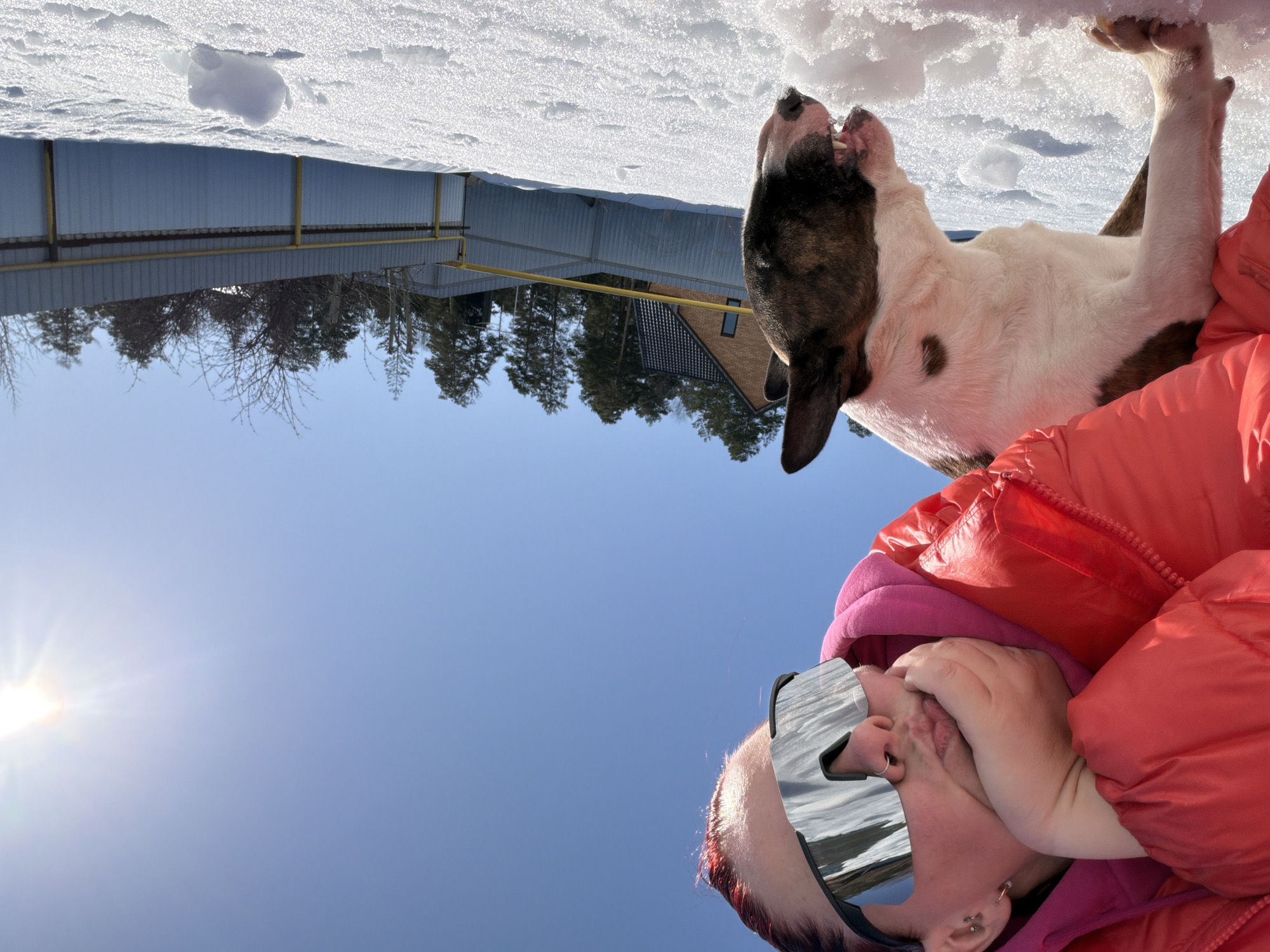 The image depicts a person in a red jacket and ski goggles holding a dog with brown and white fur. The dog's mouth is open, possibly barking or biting at something above it. The background shows a snowy landscape. The image is turned upside down, with the sky at the bottom and a house and trees at the top. Based on the buildings and snow in the image, the location is most likely Chaikovsky, Russia.