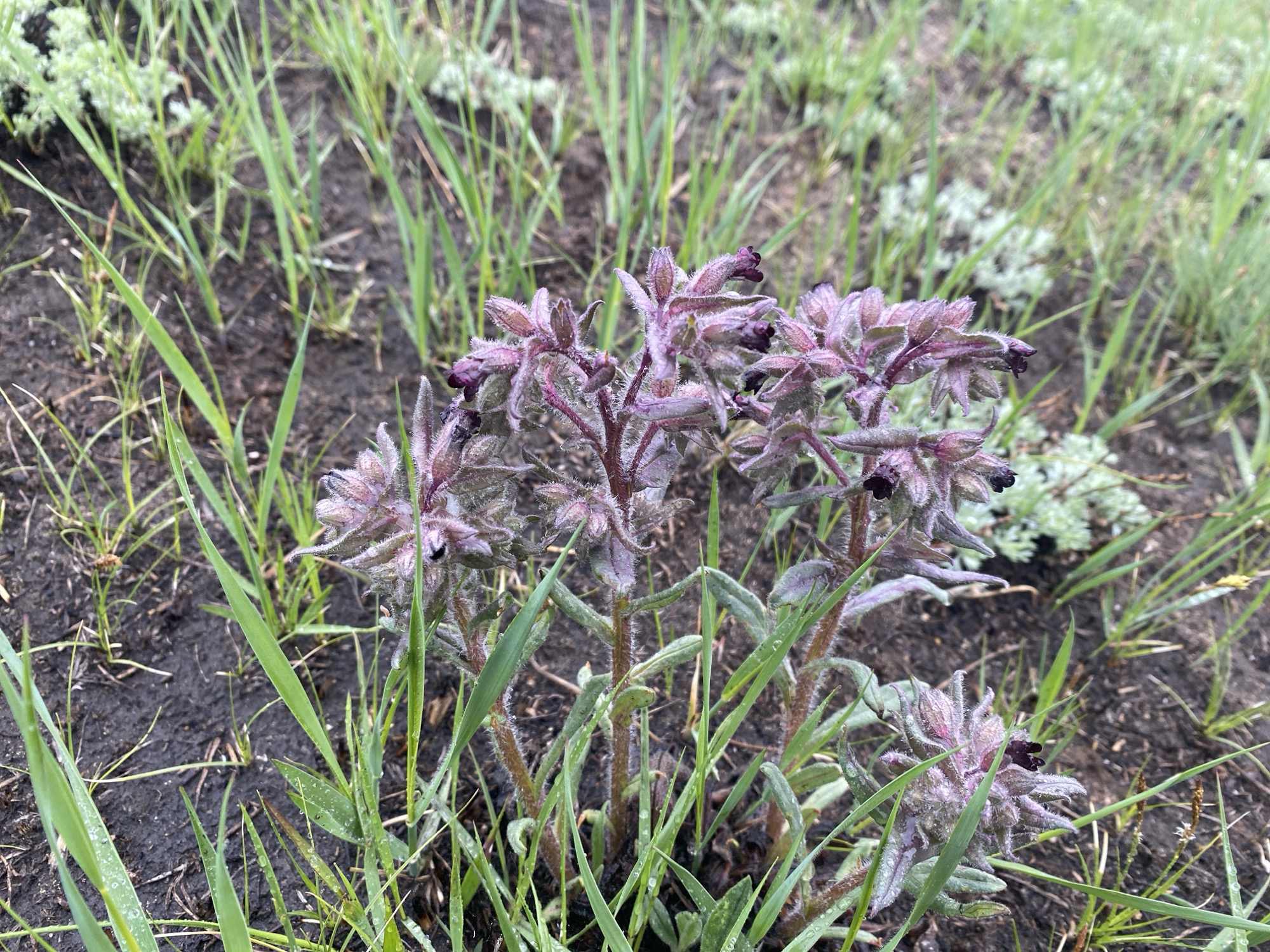 The image shows a patch of what appears to be prairie ground in the city of Novomaltinsk, Russia. The foreground is dominated by a cluster of purple-tinted flowers. These flowers have a fuzzy, almost velvety texture, with darker, possibly black, blooms emerging from the center of each cluster. Surrounding the flowers is a scattering of green grass blades, some of which are visibly wet, possibly with dew or rainwater. In the background, there are patches of low-lying, silver-green foliage that may be other types of ground cover or plants. The soil is dark, with traces of organic matter visible.