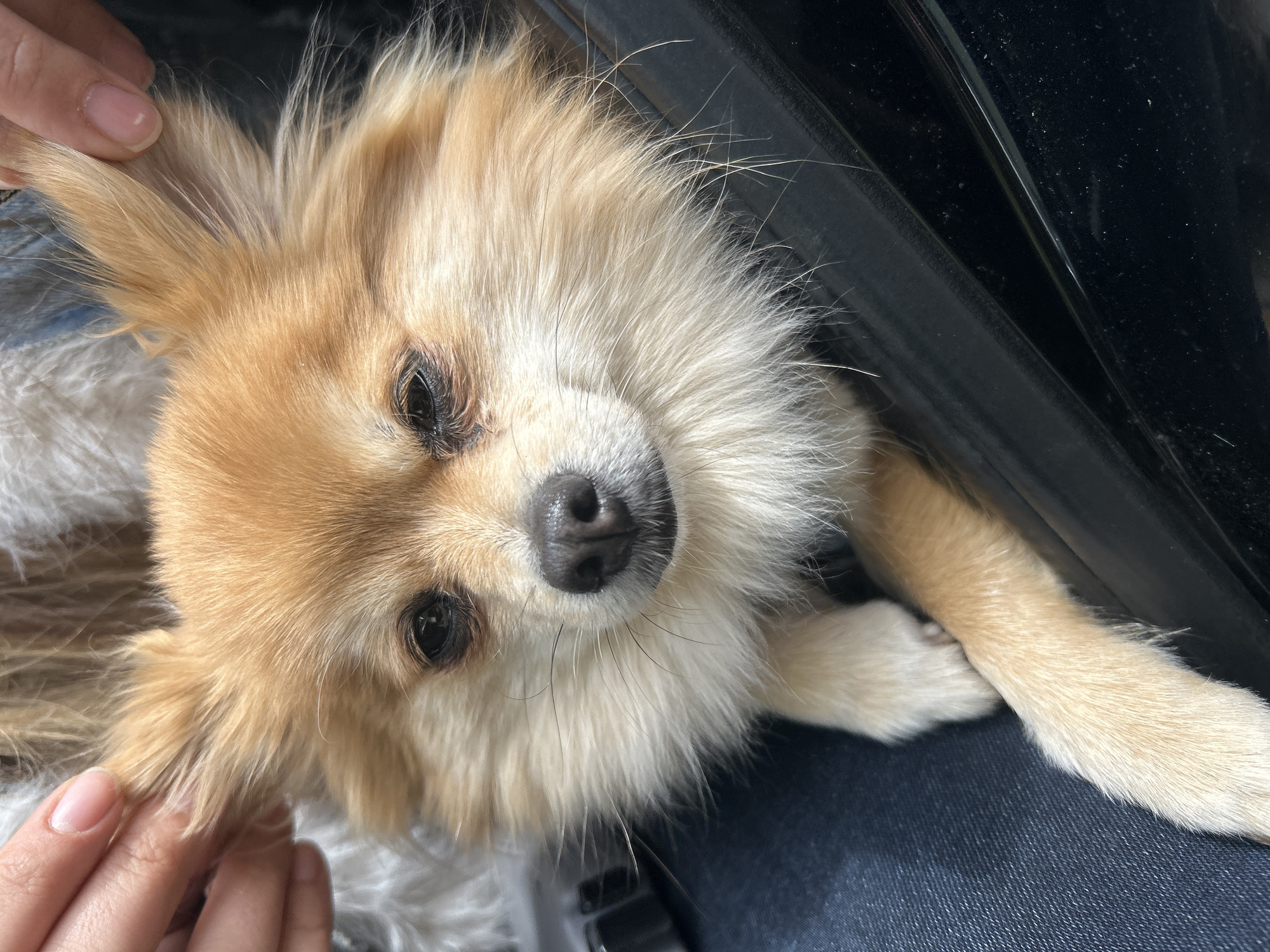 A tan long-haired Chihuahua rests on denim fabric, possibly someone's lap. A hand with a pink fingernail is touching the dog's left ear. Part of a glossy black surface is visible in the background. The location is not identifiable as the city of Varshets, Bulgaria from the image.