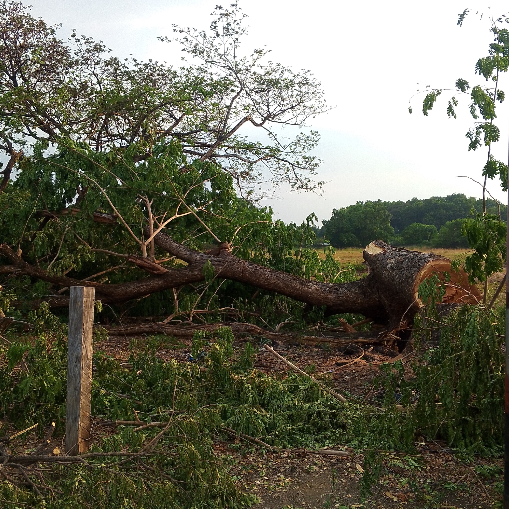 A large tree has been felled in a rural location. The trunk of the tree is lying horizontally across an open field. Debris from the tree, including branches and leaves, is scattered on the ground. A wooden post stands in the foreground. In the background, a line of trees forms the edge of a field. The location is reported to be in the city of San Carlos, Venezuela.