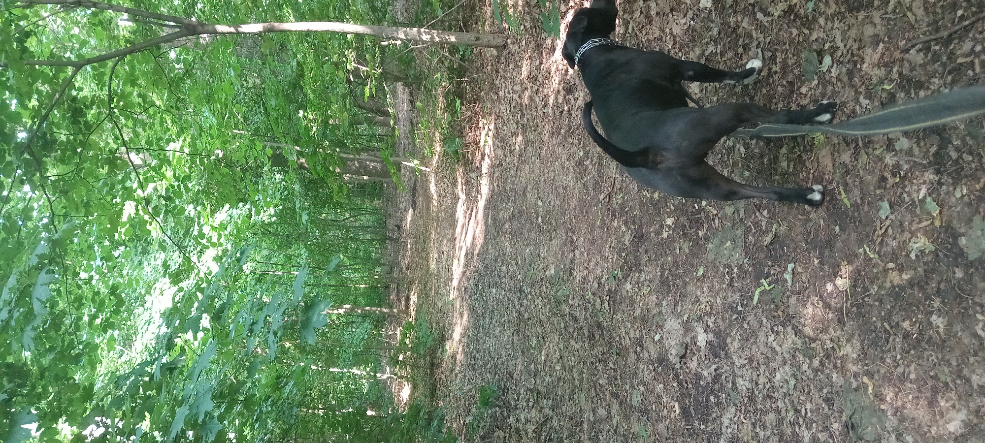 A black dog is walking on a dirt path in a forest. The dog is facing away from the camera and is on a leash. The path is surrounded by trees and leaves on the ground. The scene appears to be in a park or wooded area, likely a natural setting within or near a city, but no specific location within Koviahy, Ukraine, can be determined from the image alone. The lighting suggests it is daytime.