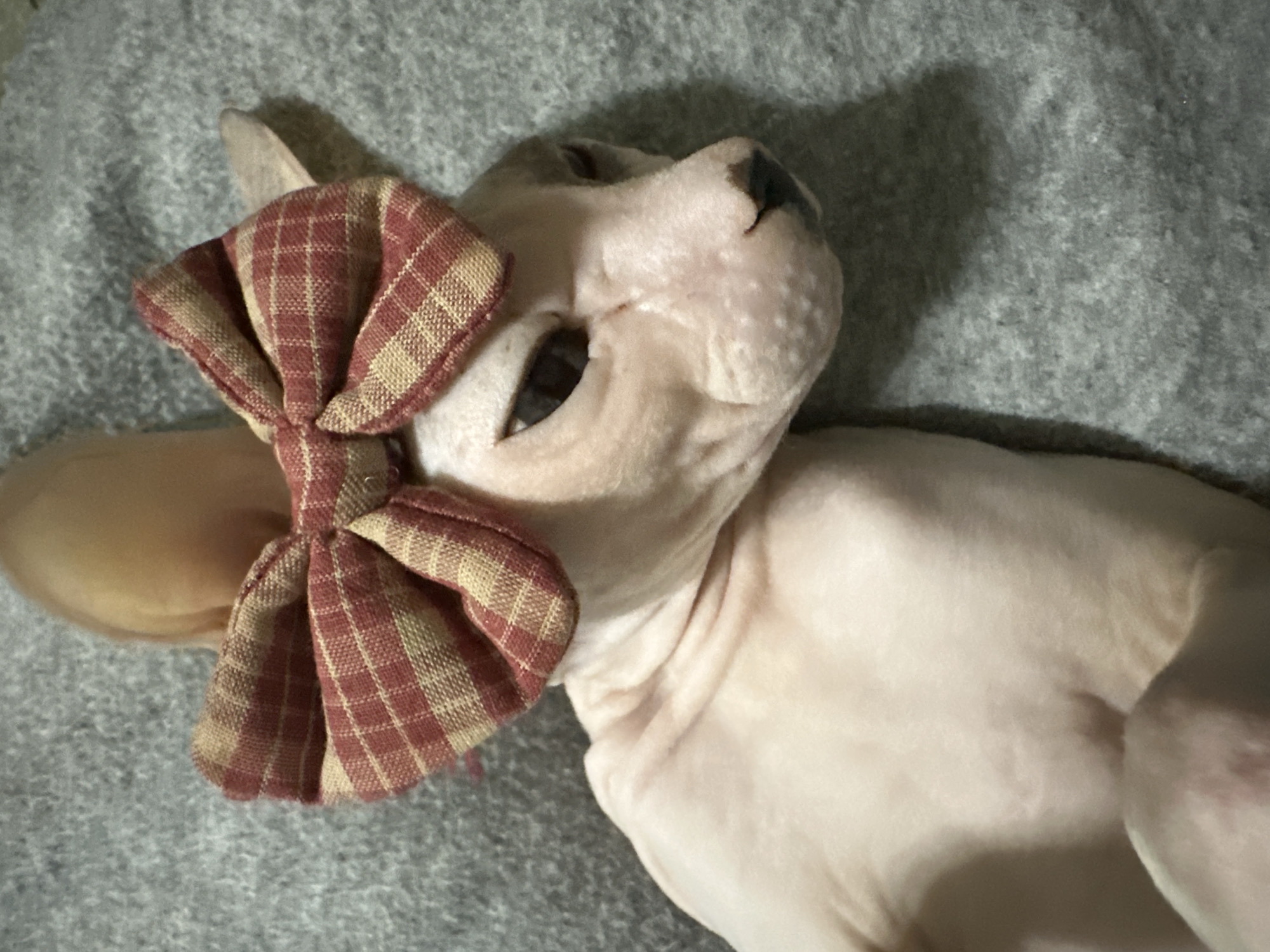 A top-down, close-up, high-angle shot shows a hairless cat, likely a Sphynx breed, lying on a textured gray surface. The cat is wearing a red and tan plaid bow on its head, positioned between its ears. The cat's skin is pale pink and appears wrinkled. Its eyes are dark and appear to be partially closed or looking downwards. The background is a solid, dark gray texture, possibly a blanket or rug. The image does not contain any information about the city of Togliatti, Russia.