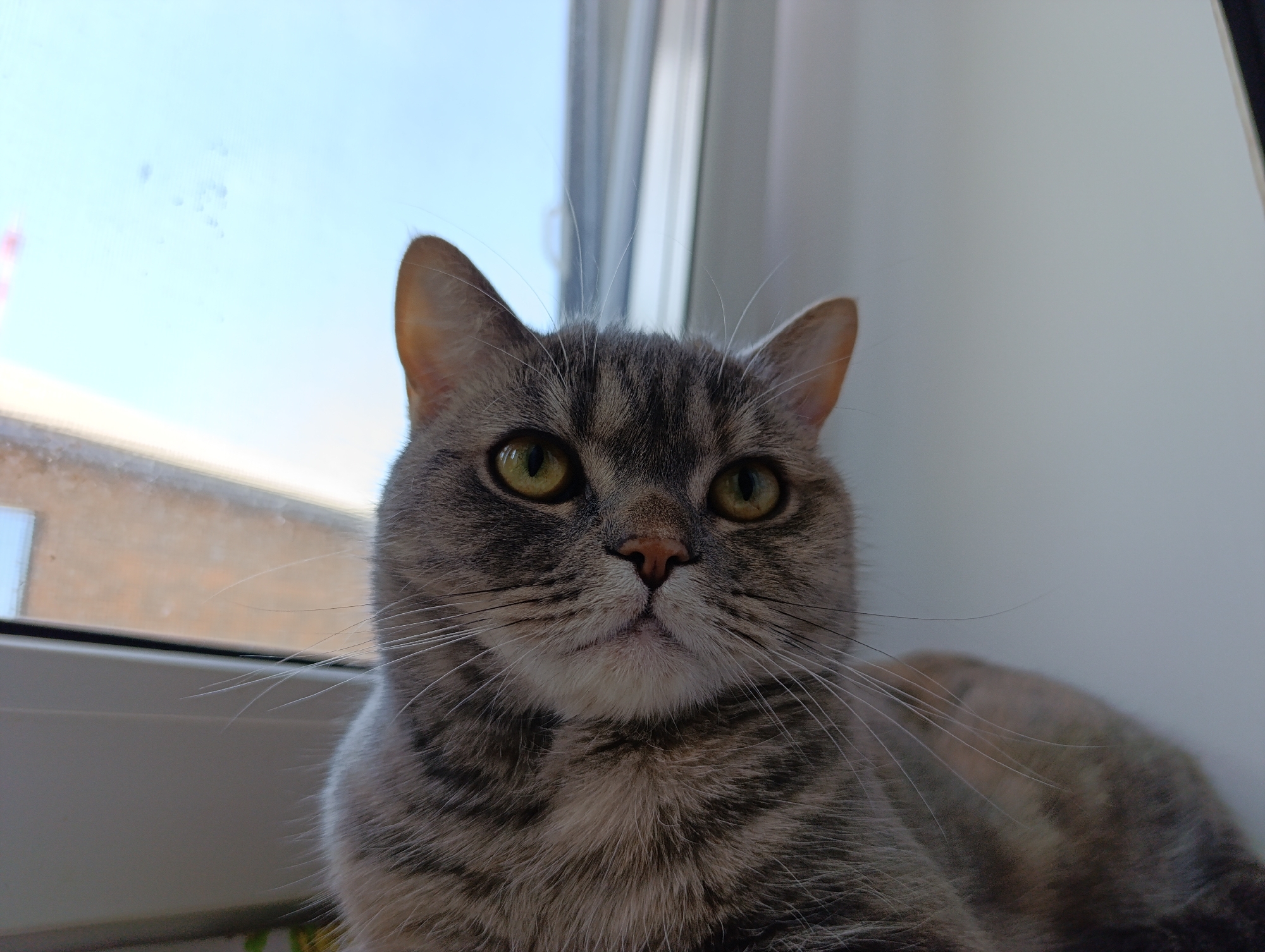 The image is a close-up of a gray tabby cat with yellow-green eyes. The cat is lying down, likely on a windowsill, as a window and the sky are visible in the background. The window frame is white. The image appears to be taken indoors in a well-lit room. While the location is said to be Chaikovsky, Russia, there are no visual indicators in the image to confirm the city.