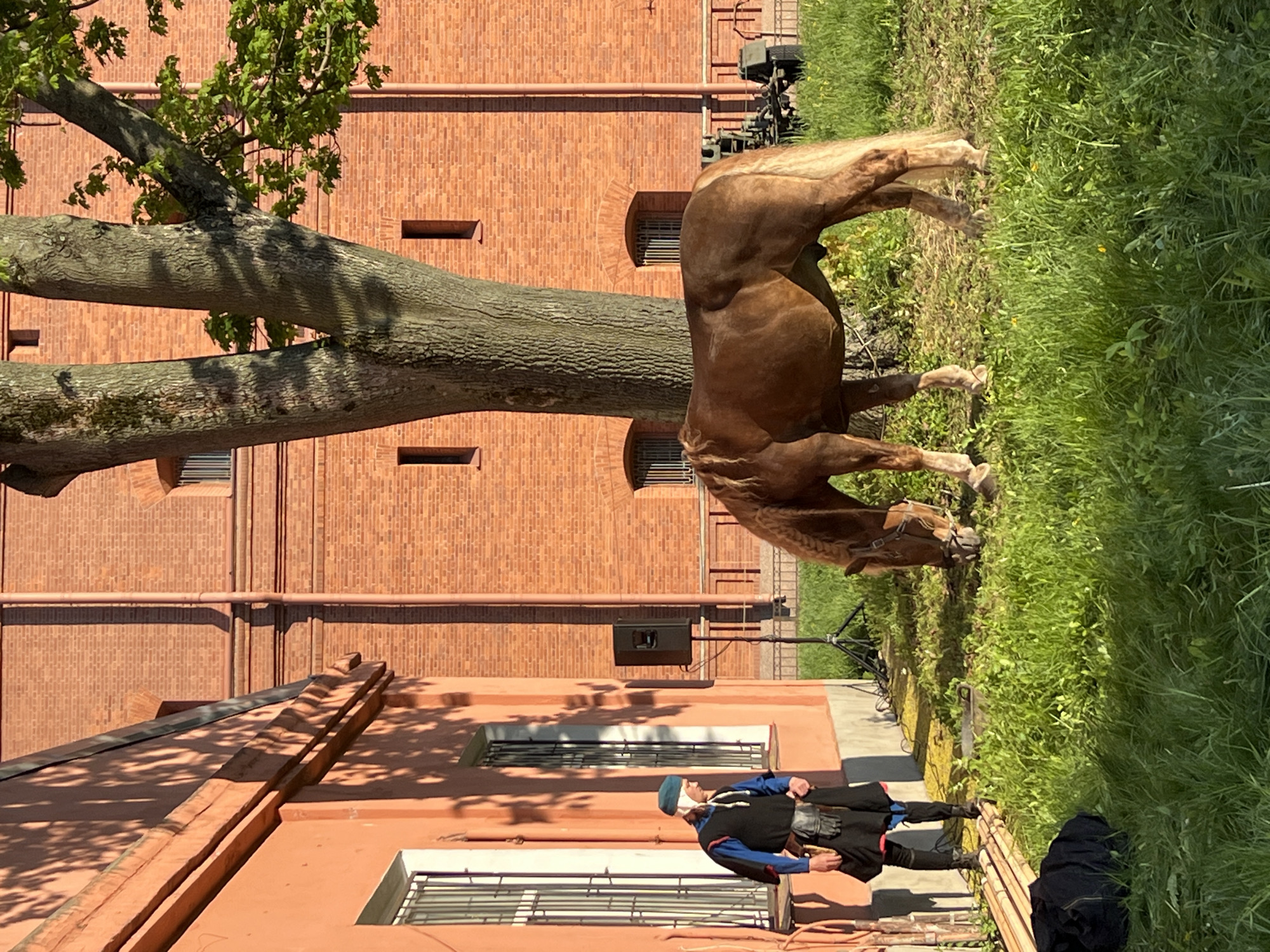 An outdoor scene in Saint Petersburg, Russia shows a light brown horse eating grass near a tree. A man dressed in black with a blue jacket and a blue hat is standing nearby. The background includes a red brick building. A black speaker is mounted on the wall. The scene appears to be a performance or demonstration, given the costumed man and well-groomed horse.