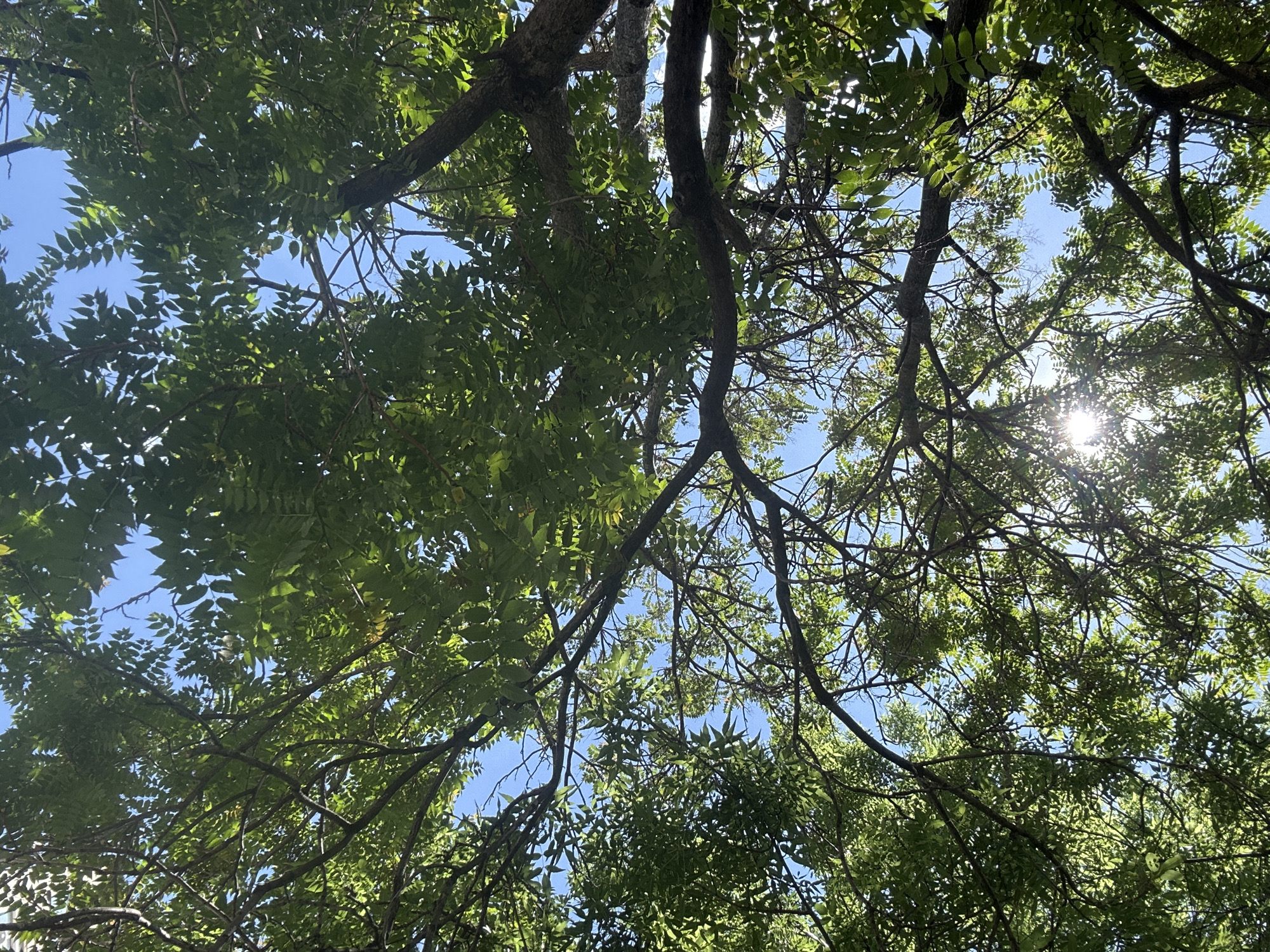 The image shows a view looking upwards through the branches and leaves of trees against a blue sky with some sunlight filtering through. The leaves are mostly green. The photo appears to have been taken in a park or wooded area. No people are visible. No information regarding Sofia, Bulgaria can be extracted from the image.