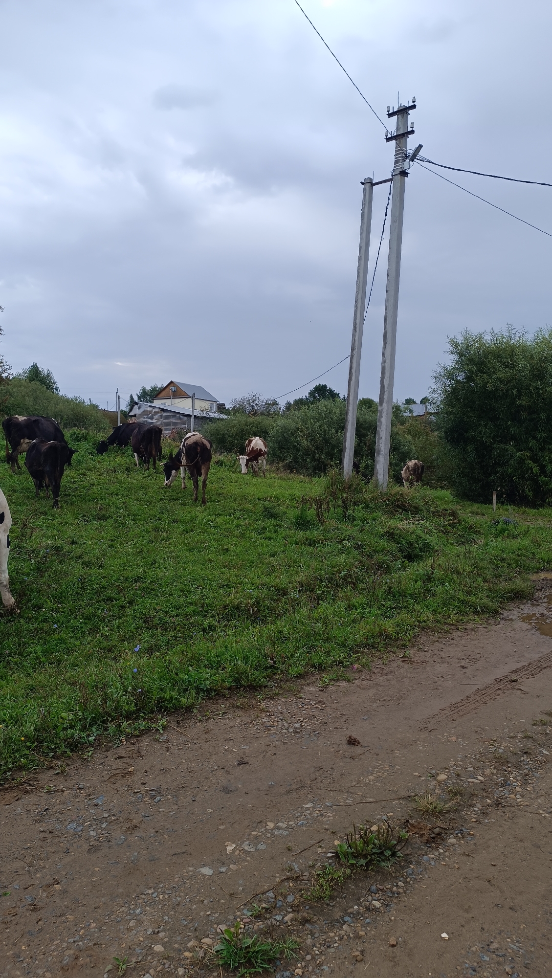 A herd of cows graze on a grassy field under an overcast sky. A dirt road with tire tracks and puddles is visible in the foreground. In the background, there are houses, trees, and a utility pole with wires. The scene appears to be a rural landscape.