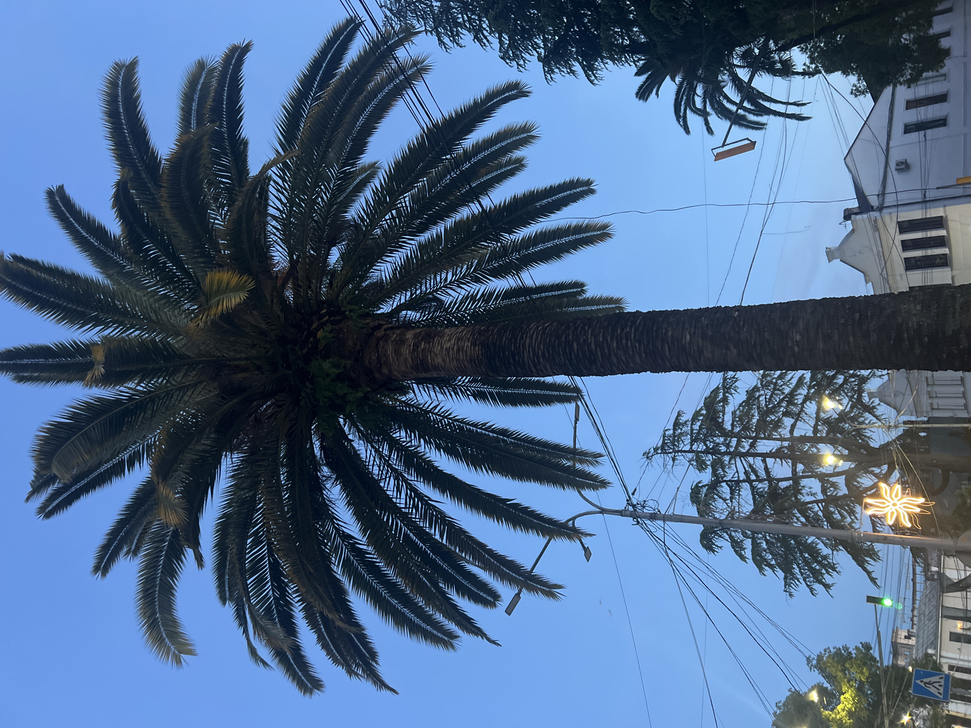 A single, large palm tree dominates the center of the frame, its fronds reaching towards a clear blue sky that suggests either early morning or late evening. The palm tree's trunk is thick and textured, typical of mature specimens. To the left of the palm, a traffic light is visible, showing a green signal, and a pedestrian crossing sign is posted. Power lines crisscross the scene, strung between utility poles. In the background, several white buildings with dark-trimmed windows are visible, along with other trees, including what appear to be pine trees. A bright, star-shaped light decoration hangs from a wire between trees, illuminated against the darkening sky. To the right of the palm tree, another smaller palm tree and dense green foliage are present. A unique orange rectangular sign on a pole is also visible in the upper right quadrant of the image.