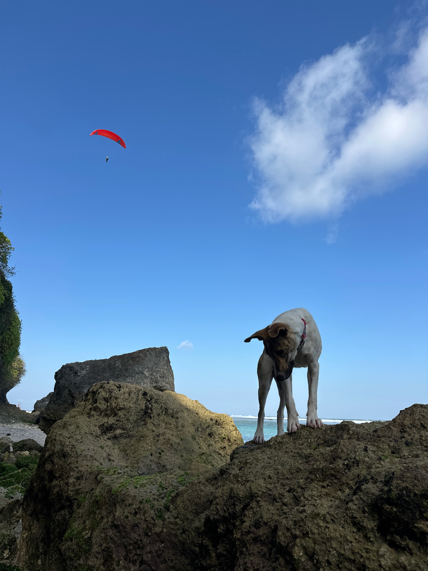 A dog stands on a rock overlooking a beach with the ocean in the background. In the sky, a paraglider is visible. The scene appears to be set in Kuta Selatan, Indonesia, known for its surfing beaches and paragliding activities. The dog is a medium-sized mixed breed with white and brown fur. The paraglider is red and is in flight against a clear blue sky with some white clouds. The rocks are jagged and covered in moss, suggesting a natural, untamed environment. The overall impression is one of a serene and adventurous outdoor setting.