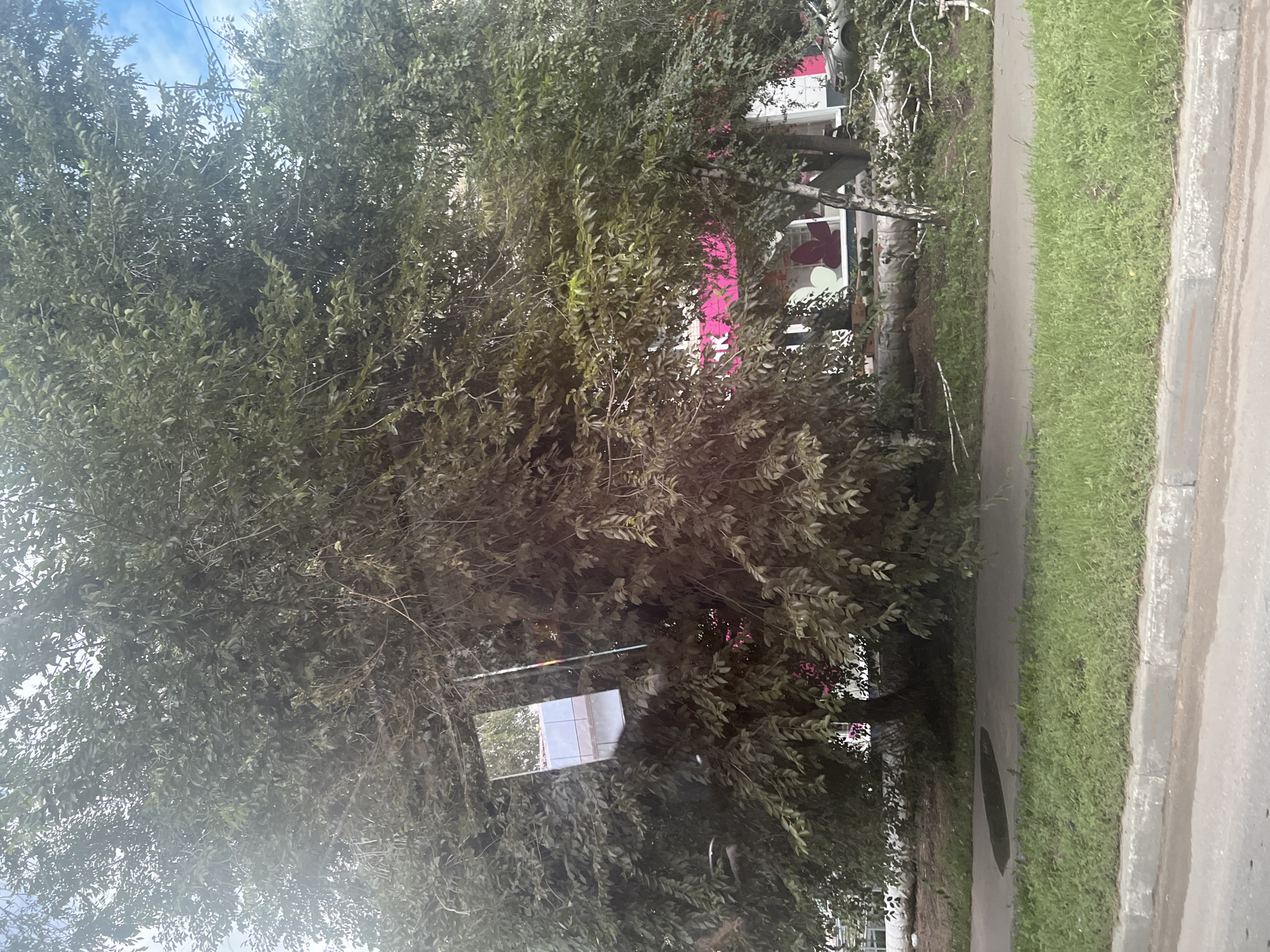 A rectangular mirror is propped against a large, leafy tree on a sidewalk. The mirror reflects a building with windows and a bright pink sign. The tree is in full foliage, obscuring much of the background. In the foreground, there is a paved road with a strip of grass and a concrete curb. A puddle of water is visible on the sidewalk. The scene appears to be in a city environment. The building in the reflection has an architectural style that could be found in Ulyanovsk, Russia.