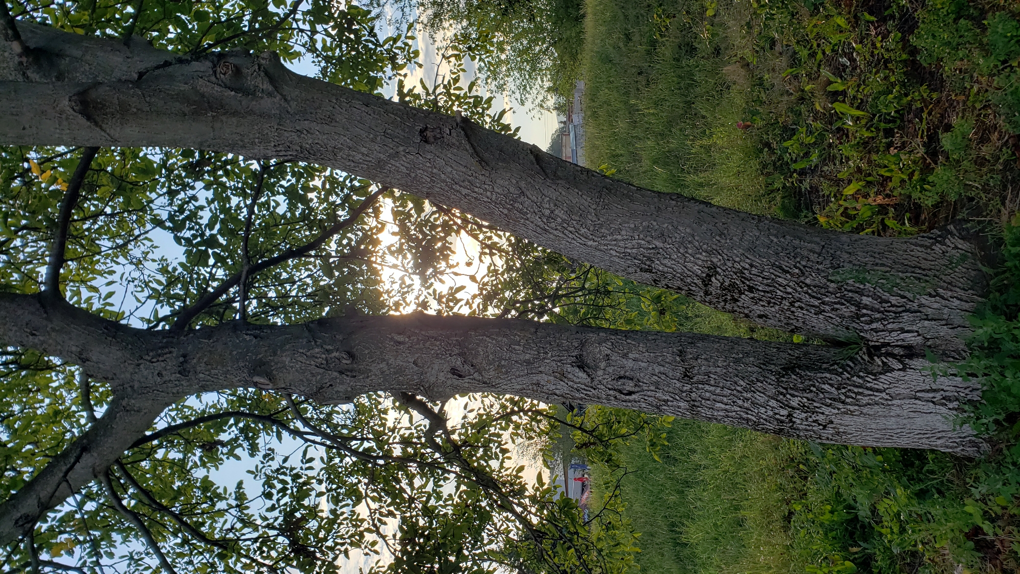 In Prešov, Slovakia, an image captures a split-trunk tree with rough, gray bark standing in a grassy area. The sun shines through the green leaves and branches of the tree, creating a dappled light effect. In the background, a light-colored building and a red vehicle are visible through the foliage. The sky above is a pale blue with some wispy clouds. The ground is covered in green grass and some low-lying plants.
