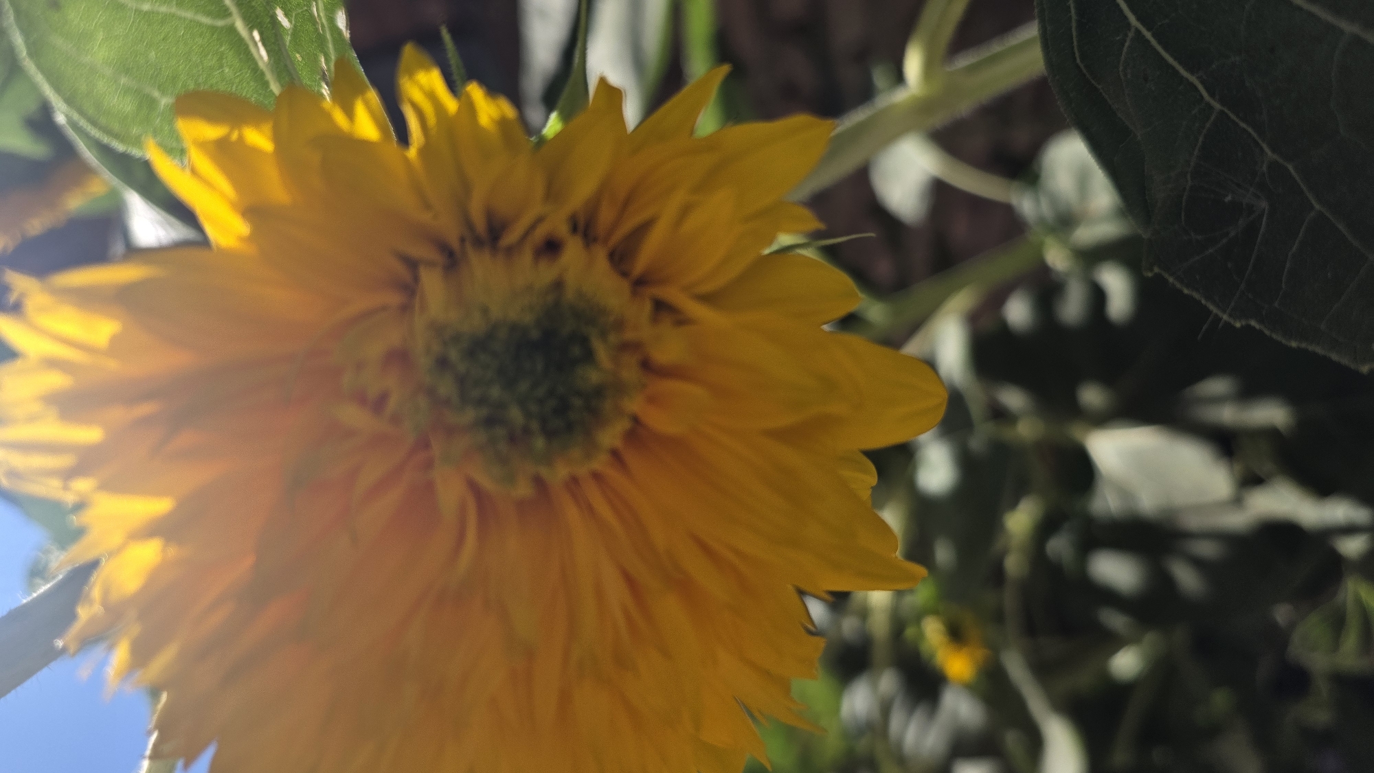 A close-up, low-angle shot shows a vibrant yellow sunflower in bloom. The sunflower's petals are broad and slightly ruffled, with some appearing to be in shadow. The center of the flower is a dark, textured green. Sunlight catches the petals, creating a bright, slightly blown-out effect in some areas. In the background, blurred green leaves and stems are visible, suggesting the plant is growing outdoors. The sky, a clear blue, is also partially visible at the top left of the frame. The image is taken from a perspective looking up at the sunflower. The exact location in Tokmok City, Kyrgyzstan, is not discernible from the image itself, but it depicts a natural outdoor setting.