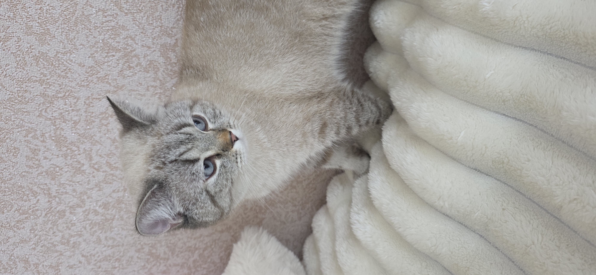 A light-colored cat with blue eyes and grey markings is sitting on a white, fluffy blanket. The cat is facing to the right, with its head turned slightly towards the viewer. The background is a textured, light pink wall.