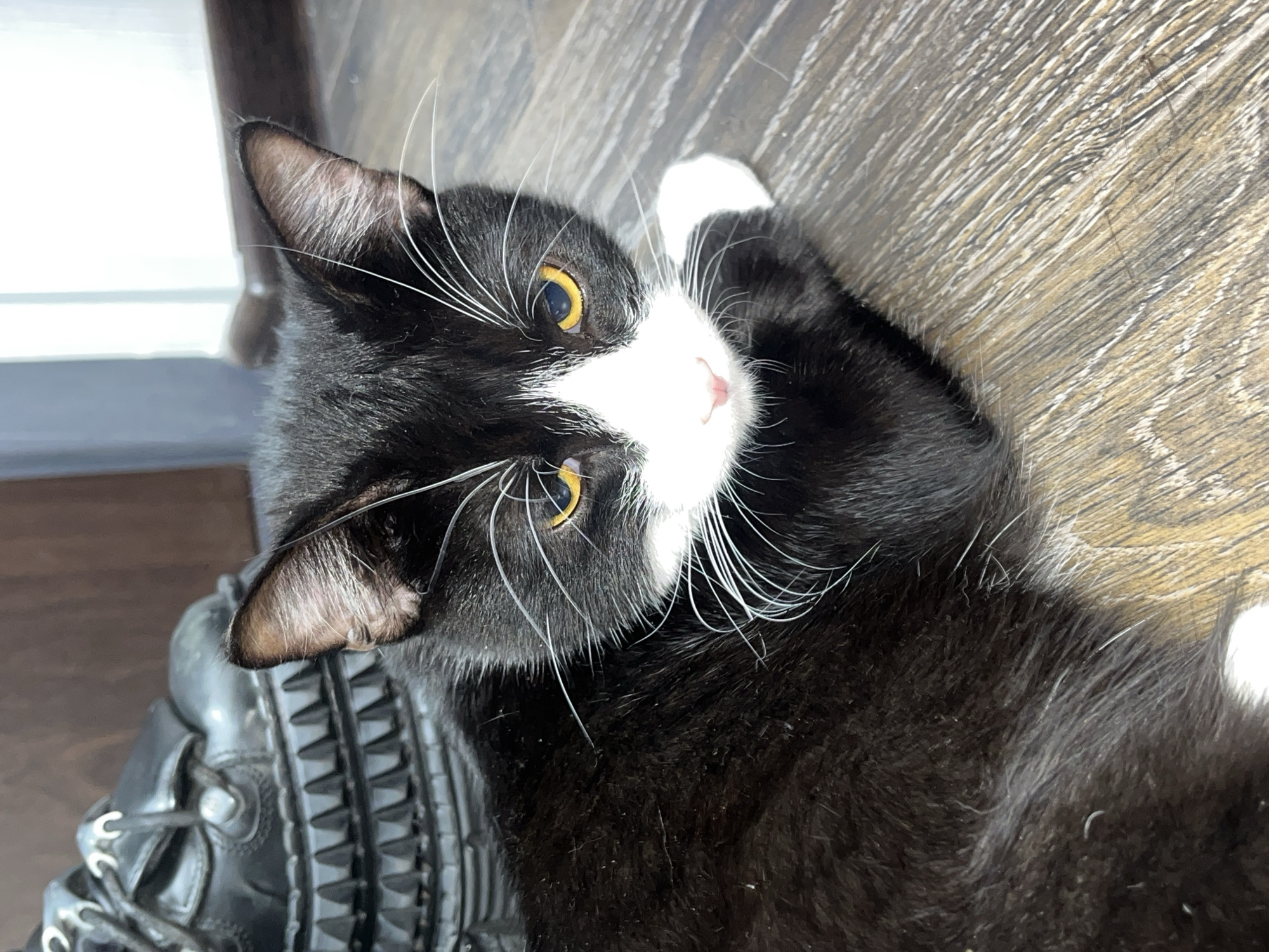 A tuxedo cat with yellow eyes lies on a wooden floor. The cat has black fur on its body and a white patch on its face and paws. The cat is lying on its side with its head turned towards the camera. A black boot with laces is visible in the lower-left corner of the frame. The background consists of a wooden floor and a dark object in the upper-left corner. The location cannot be determined from the image.