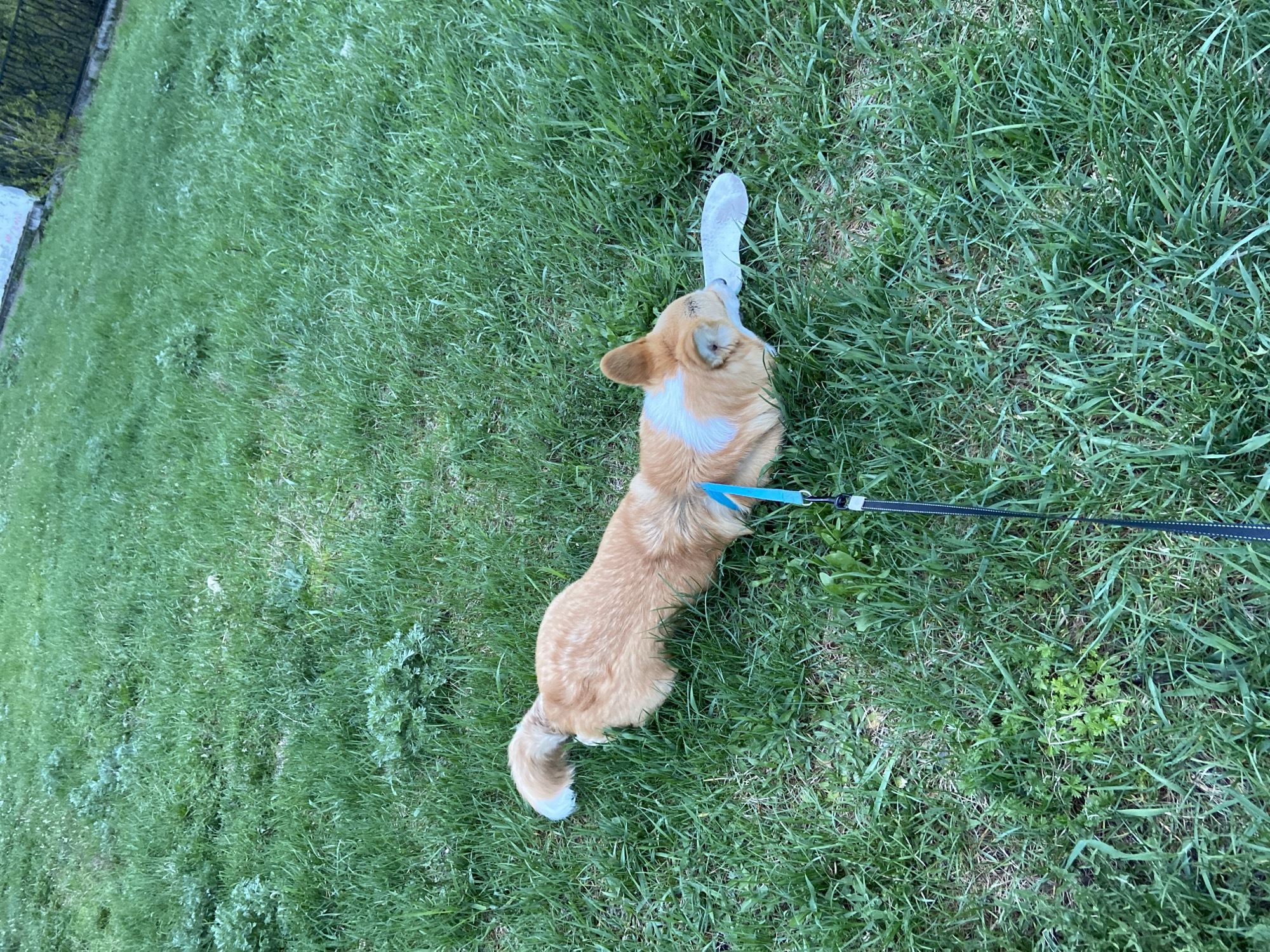 The scene depicts a corgi dog in a grassy area, possibly a park or yard. The dog is on a black leash with a blue lead, and it is holding a white object in its mouth. The grass is green and appears to be recently cut. There are also some weeds or other small plants growing in the grass. The dog is standing and facing away from the viewer. The location is likely in Chaikovsky, Russia, but there are no indicators in the image itself to definitively confirm this.