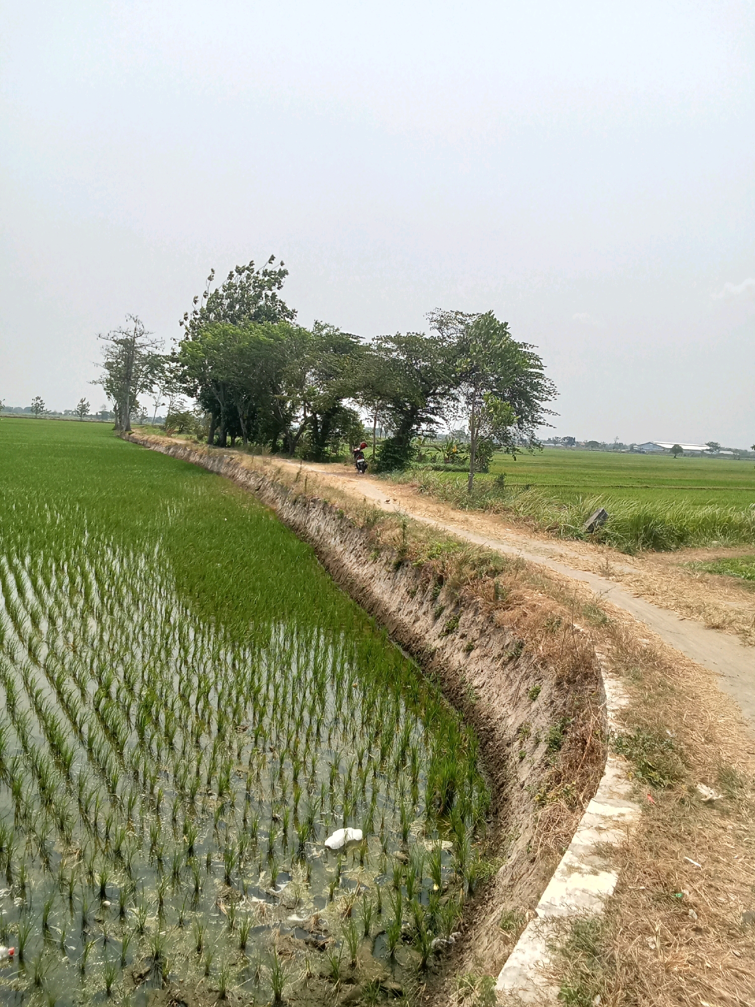The image depicts a rural landscape in Mojokambang, Indonesia, characterized by lush green rice paddies and a dirt road running alongside them. The rice plants are young, reflecting the water-logged environment of a paddy field. A dirt embankment separates the paddy from the road, with dry grass and some sparse vegetation growing on it. The road itself is unpaved and appears to be a common pathway. In the distance, more rice fields stretch out, and a few scattered trees dot the horizon. The sky is overcast, suggesting a cloudy or hazy day. A person on a motorcycle can be seen on the road in the middle ground, heading away from the viewer. The scene is tranquil and indicative of agricultural life in a tropical region.