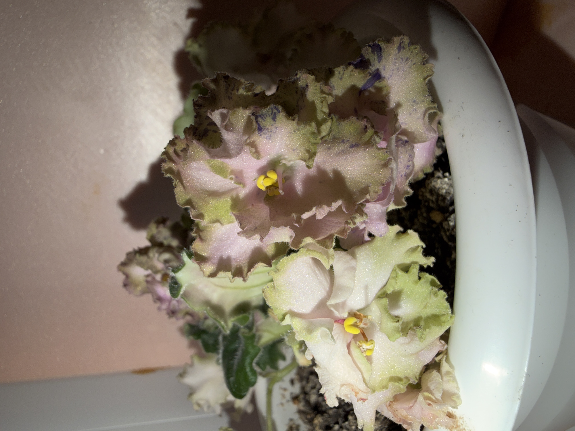 A close-up shot captures a cluster of African violets in a white ceramic pot. The flowers display a delicate mix of pale pink and light green petals, with ruffled edges and a subtle shimmer. Yellow stamens are visible at the center of some blooms. Dark green leaves peek out from beneath the flowers, some with a slightly velvety texture. The pot sits on a surface that reflects light, suggesting an indoor setting. The background is a soft, textured pink wall, with shadows cast by the plants and an unseen light source. There are no people or animals present in the image. The location is Unknown, Unknown.