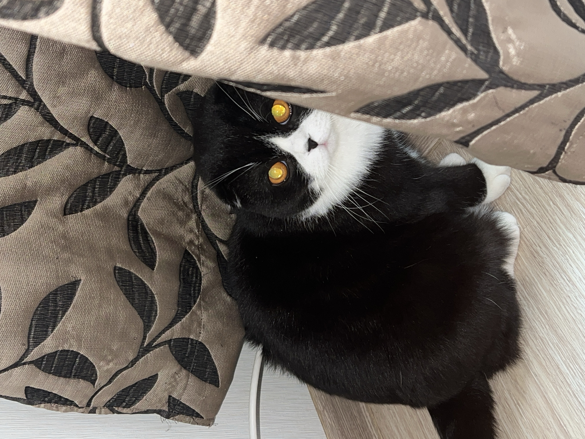 A black and white cat with yellow eyes is lying on a light wooden surface beneath a patterned fabric. The fabric has a brown background with black leaf designs. The cat's head is tilted, with its face partially obscured by the fabric. A white power cord is visible on the left side of the image. The location is not discernible from the image alone.