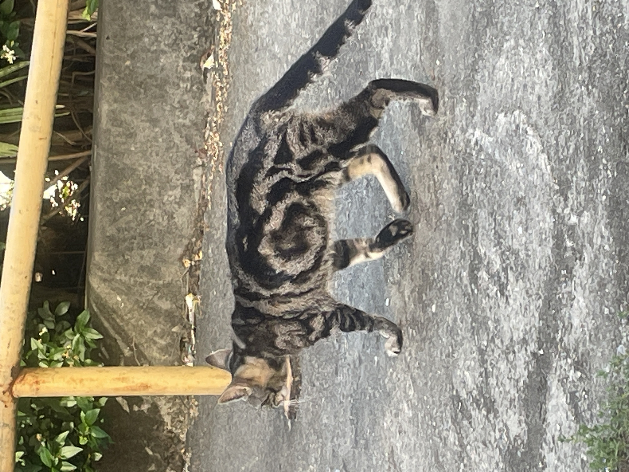 A tabby cat is lying on a textured, gray, concrete surface. The cat is facing to the left of the frame, with its head slightly down. Its fur is a mix of black, brown, and gray, with distinct swirling patterns on its back. The cat's tail is extended upwards and to the left. In the background, to the left of the cat, is a light brown, cylindrical object, likely a bamboo pole, which is partially obscured by lush green foliage. The light suggests it is daytime, possibly morning or afternoon, with sunlight casting shadows and illuminating the scene. The concrete surface appears slightly worn and speckled with small particles. There are some dry leaves or debris scattered along the edge of the concrete. The overall setting appears to be an outdoor area, possibly a garden or pathway. There is no visible text in the image.