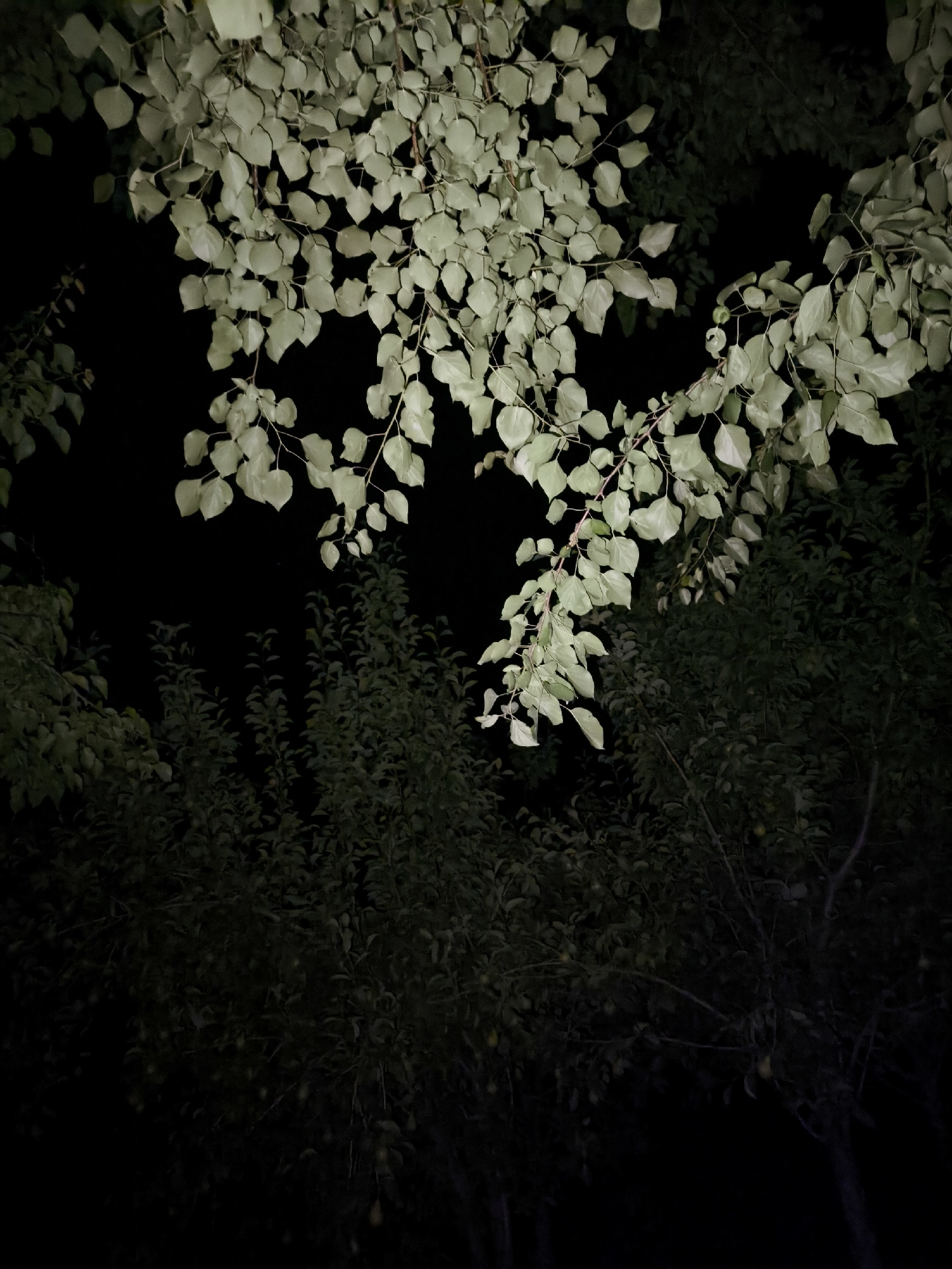 The image depicts a dark, outdoor scene dominated by the silhouette of trees and foliage against a black background. The upper portion of the frame features branches with pale, luminous leaves, illuminated from above. These leaves are roughly heart-shaped with serrated edges and are densely clustered on thin stems. Below this, the image transitions to a darker, less defined area, showcasing the dense foliage of other trees, appearing almost black. The overall impression is that of a nighttime view of a garden or park, possibly within the city of Kungrad, Uzbekistan, where the artificial light source highlights certain parts of the trees while leaving the rest in deep shadow. No people or specific structures are visible, only the natural elements of trees and leaves.