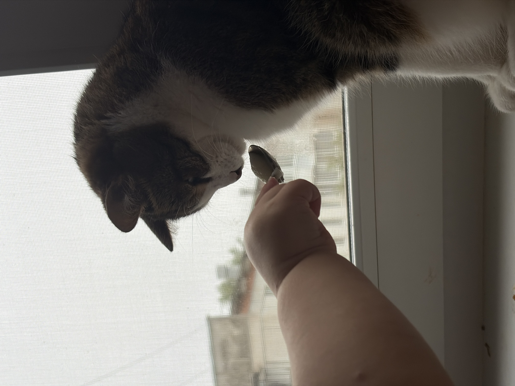 A cat is positioned upside down in front of a window, appearing to be fed with a spoon. The background is blurred, but possibly depicts a residential or commercial area in Chaikovsky, Russia, visible through a window screen. A person's arm and hand holding the spoon are visible in the foreground, implying someone is feeding the cat.