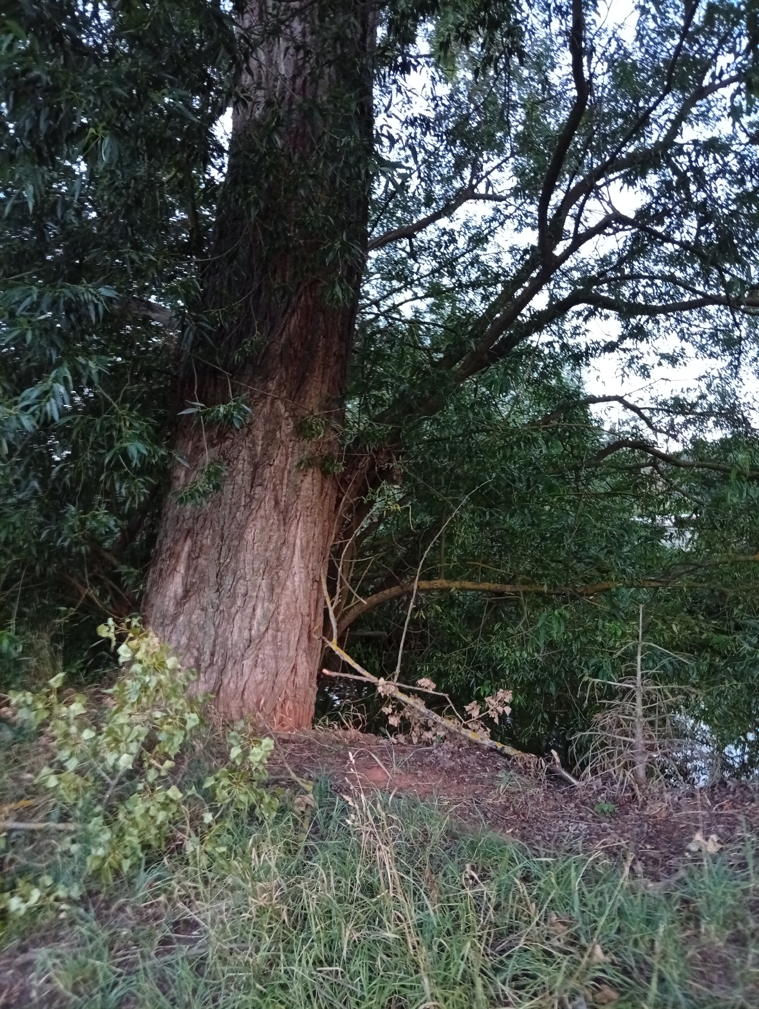 The image shows the trunk and branches of a large tree in a natural setting. The bark of the tree is rough and textured, with a reddish-brown hue. The branches spread outwards, covered in lush green leaves. The foreground is filled with dry grass and some fallen leaves, indicating a natural, possibly wooded area. In the background, more trees and foliage are visible, creating a sense of depth. The sky above is a pale, overcast blue. There are no people or man-made objects visible in the image, suggesting a secluded natural environment. The specific location within Tišnov, Czechia, cannot be determined from the image alone.