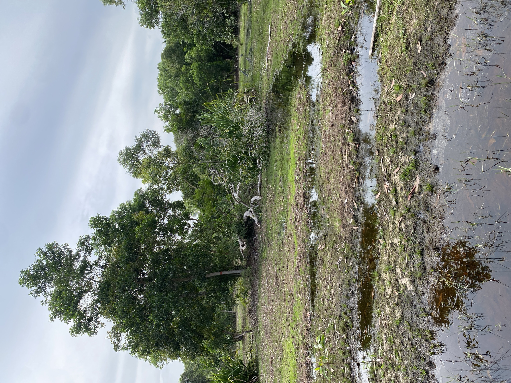 This image depicts an outdoor scene on the island of Ko Siboya, Thailand. The foreground is dominated by muddy ground with shallow pools of water reflecting the overcast sky and surrounding vegetation. Scattered brown leaves lie on the muddy surface. In the mid-ground, a large tree has fallen, its branches and trunk creating a tangled mass of wood and foliage. Behind the fallen tree, more trees and dense foliage form a backdrop. The sky above is cloudy and grey. The overall impression is one of a natural, somewhat unkempt environment, possibly after a storm. No people or animals are visible in the image.