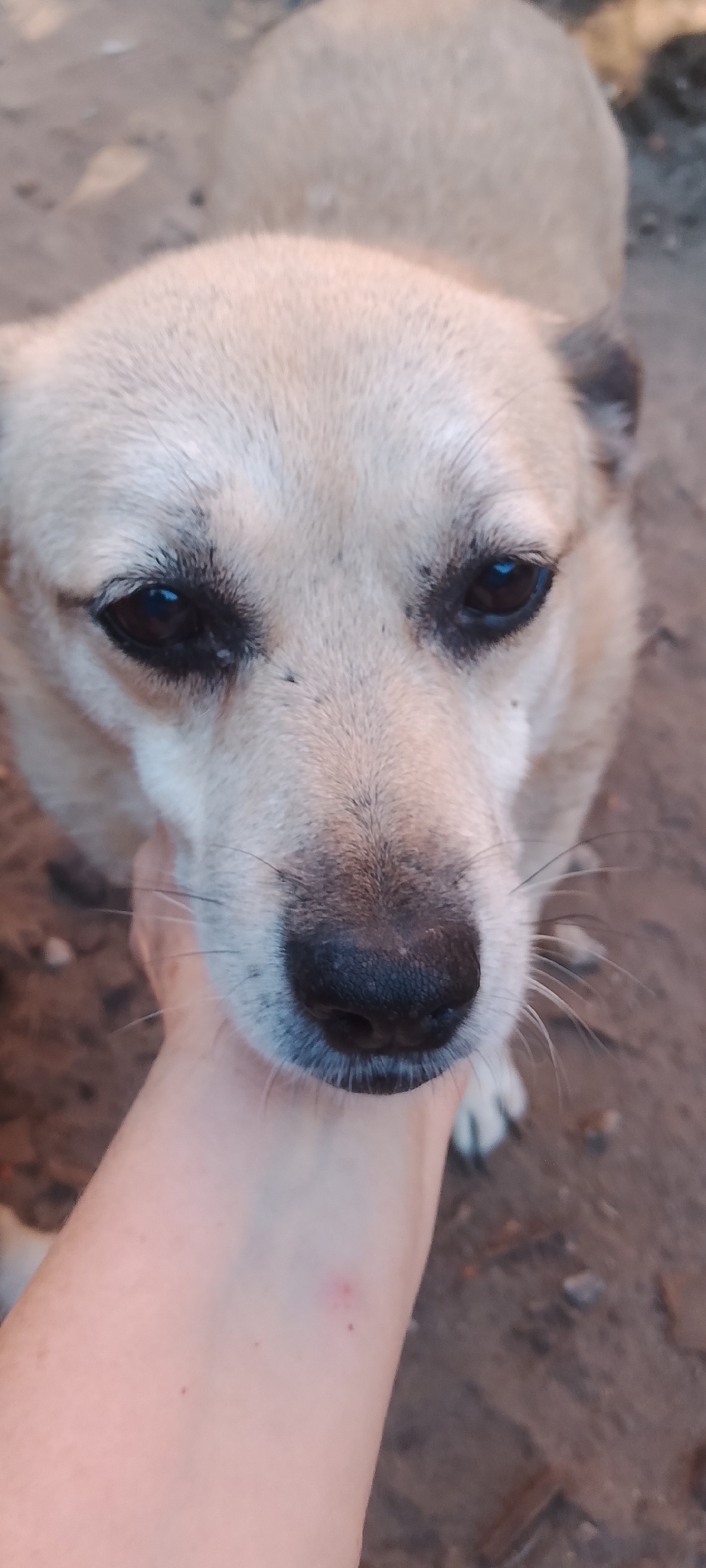 A light-colored dog is being petted by a human hand in Belgorod, Russia. The dog's face is close to the camera, showing its dark eyes, black nose, and light brown fur. The background is blurred, but appears to be outdoors with dirt and possibly some debris. The human hand is holding the dog's muzzle gently.