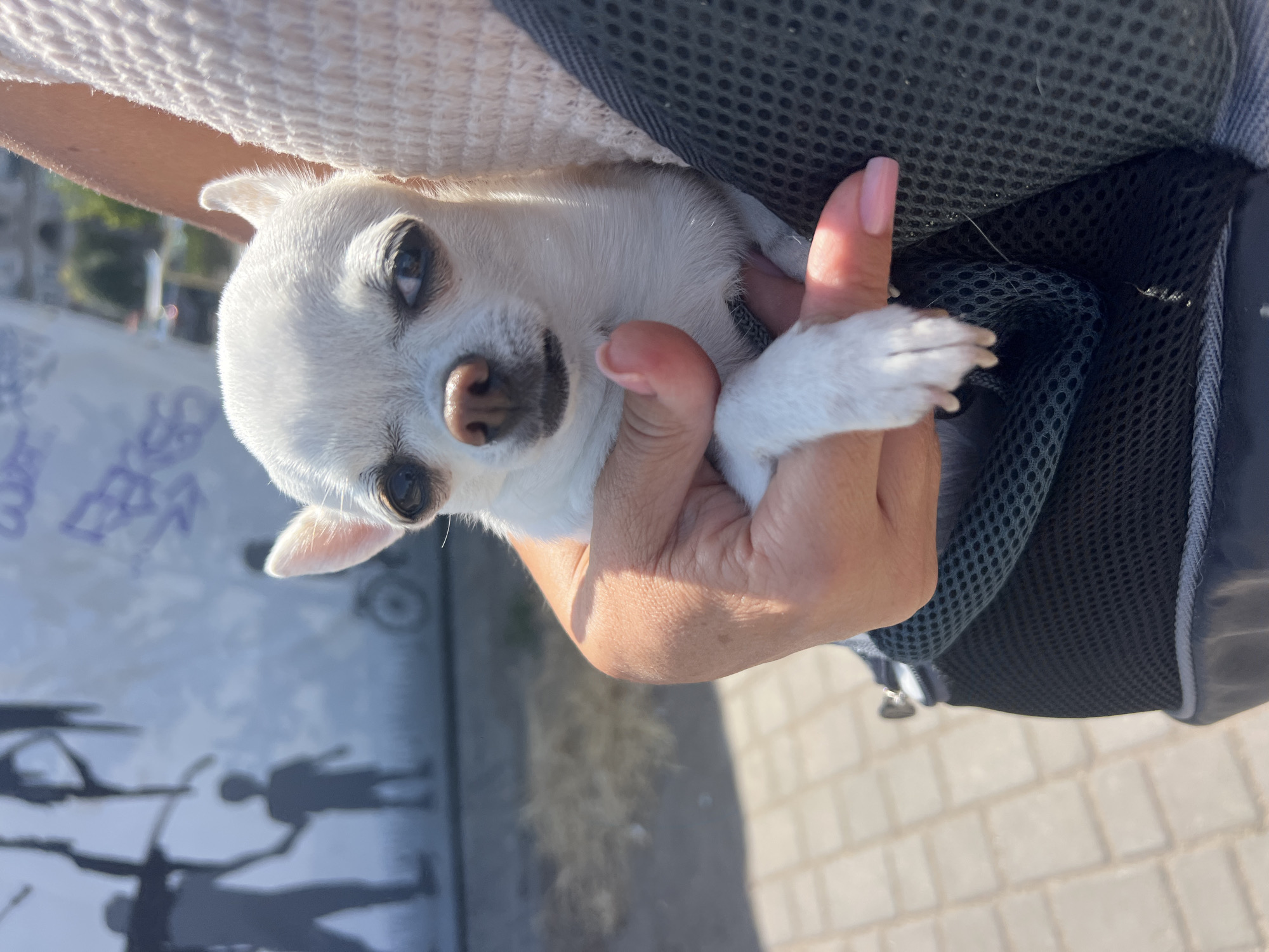 An extreme close-up shot captures a small white chihuahua dog with dark eyes and a pink nose being held by a person's hand in a carrier. The dog is positioned in the lower center of the frame, looking directly at the camera with a slightly tilted head. Its white fur is smooth, and its ears are upright. A person's hand, with manicured pink nails, is gently supporting the dog's chin and paw. The carrier appears to be made of dark mesh material. In the background, out of focus, is a light blue wall with a mural of silhouetted figures. The ground is paved with light-colored square tiles, suggesting an outdoor urban setting. The sun is bright, casting shadows and highlighting the textures of the dog's fur and the person's skin. The location is identified as Fontanka, Ukraine.