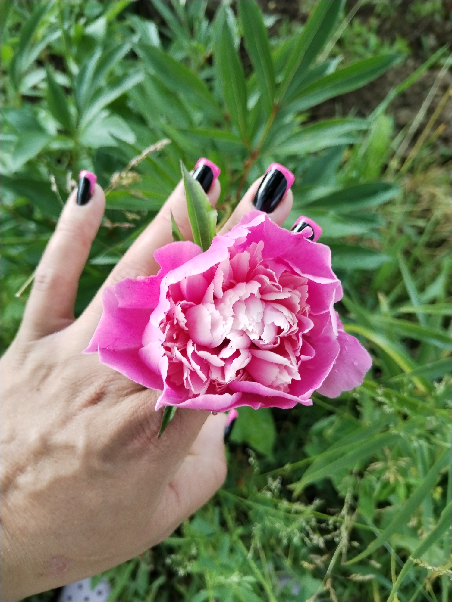 A close-up shot shows a person's hand holding a pink peony flower against a backdrop of green foliage and grass. The hand, held from the side, has manicured fingernails painted black with pink tips. The peony is vibrant pink with lighter pink and white ruffled petals at its center. The overall environment suggests an outdoor setting, likely a garden or natural landscape. The location in the city of Зипуново, Russia, is noted as part of the scene description.