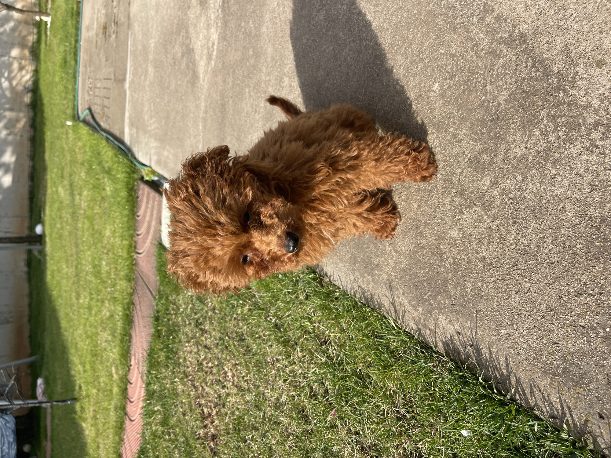 A reddish-brown, possibly toy poodle puppy is positioned on the edge of a concrete walkway, with green grass on the other side. The puppy is facing toward the camera. Its shadow stretches onto the concrete. The scene appears to be outdoors in daylight. Location details for the city of Sofia, Bulgaria, are absent in this image.