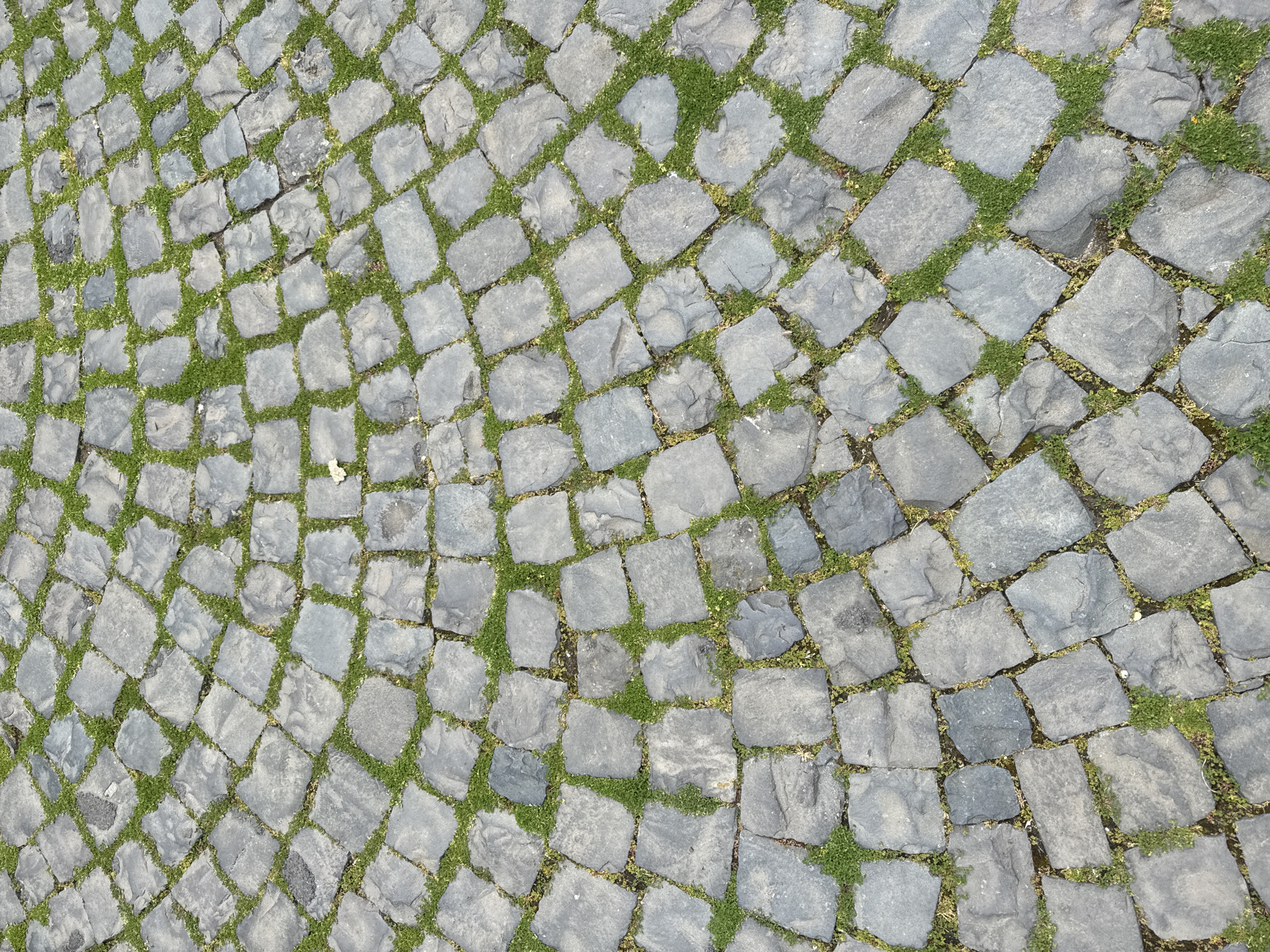 The image shows a section of a cobblestone pavement. The cobblestones are generally square-shaped and gray in color. Green vegetation grows between the stones. A single, small yellow leaf rests on one of the cobblestones. The image captures a detail of urban landscaping. The city is not identifiable from the picture.