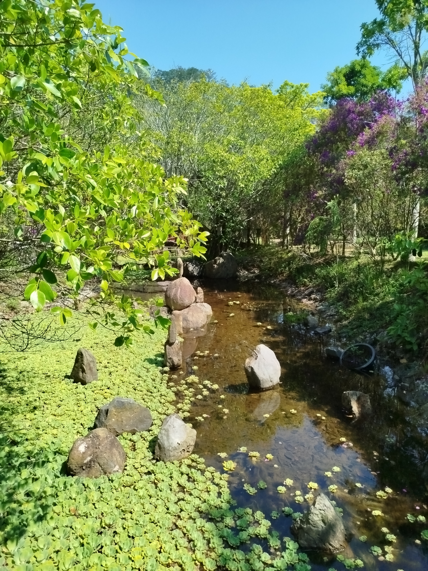 This media file presents a vibrant outdoor scene depicting a narrow stream or pond meandering through a lush, verdant landscape. The setting appears to be a natural park or garden in Păng Tiêng 1, Vietnam, characterized by dense tropical foliage.
The central feature is the water body, which has a somewhat clear, brownish tint, allowing glimpses of the bottom in places. Numerous rocks of varying sizes are visible, some standing on the banks and others partially submerged in the water. A thick, bright green carpet of aquatic plants, resembling water lettuce, covers much of the water's surface and extends onto the surrounding banks. Interspersed among these are smaller, yellowish floating plants. On the right side of the stream, a dark, circular object, possibly an old tire or a planter, is partially submerged.
The banks are densely vegetated with a mix of trees and shrubs, showcasing various shades of green. In the upper right portion of the image, a tree or large bush with striking purple blossoms adds a vibrant splash of color against the predominant green. The sky above is a clear, bright blue, indicating sunny weather. The strong sunlight casts distinct shadows, suggesting the photograph was taken during midday or early afternoon. No people or visible text are present, contributing to the tranquil and natural ambiance of the scene.