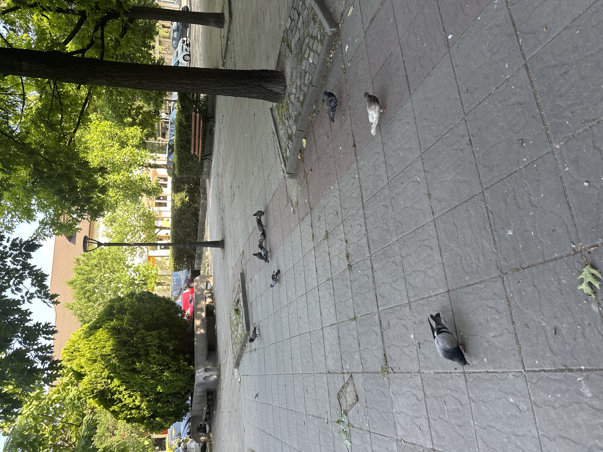 The image depicts a street scene in Montana, Bulgaria. The scene is dominated by a paved walkway, likely part of a pedestrian zone or sidewalk. There are trees lining the walkway, with green foliage visible. A park bench is situated alongside a trimmed hedge. Several pigeons are scattered across the walkway, some pecking at the ground. The walkway is paved with grey concrete blocks and some cracks and missing pieces can be seen. In the background, there are buildings, cars, and a streetlight. The overall impression is a normal, quiet day in an urban park or walkway.