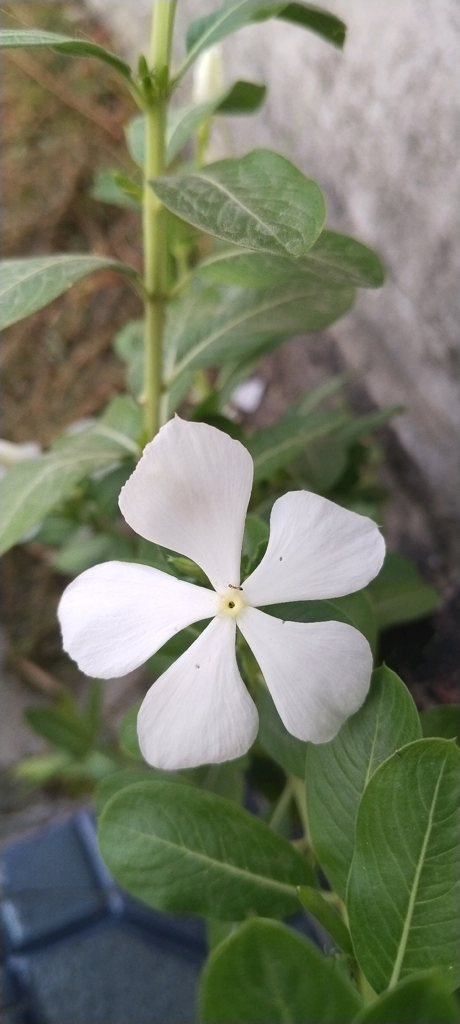 The image captures a close-up view of a single white flower with five petals, likely a Vinca, in bloom. The flower's center is a subtle yellow, and a tiny ant is visible on one of the petals. The flower is surrounded by lush green leaves, some of which show faint veins. The background is softly blurred, with hints of a gray, textured wall on the right and darker, earthy tones on the left, suggesting an outdoor setting. The lighting appears natural, casting gentle shadows and highlighting the delicate texture of the petals and leaves. The scene is static, focused on the natural beauty of the flower and its immediate surroundings. The setting is consistent with a garden or a potted plant in an urban environment, such as one found in Balikpapan, Indonesia, a coastal city known for its tropical climate that supports abundant plant life.