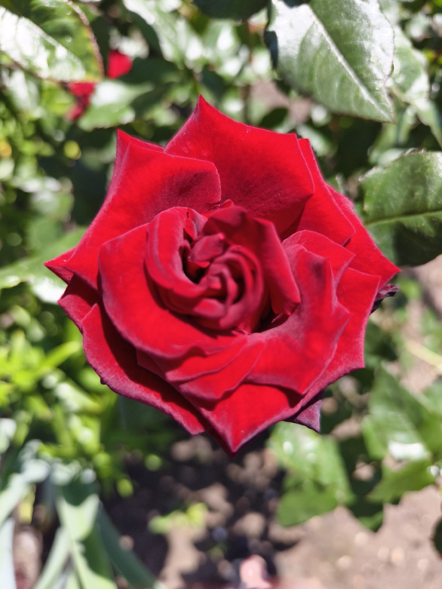 A close-up, top-down view captures a vibrant red rose in full bloom. The rose's petals are layered and slightly unfurled, revealing a tightly coiled center. The rich red color of the petals is deep and velvety, with subtle hints of darker hues at the edges. The background consists of out-of-focus green leaves and some indistinct shapes, suggesting a garden setting. Sunlight illuminates the rose, highlighting its texture and form. The image does not contain any discernible people or actions. The image is likely from Семилетка, Russia, a rural locality in Omsk Oblast, known for its agricultural activities and natural landscapes.