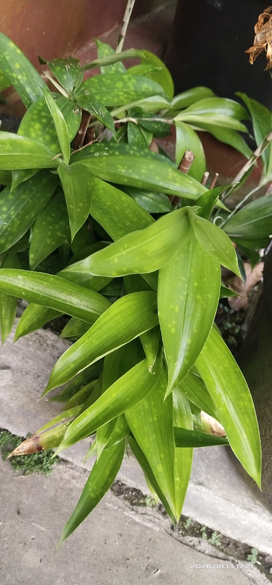 A close-up, top-down shot captures a plant with long, green, lance-shaped leaves, some of which have small yellow spots. The leaves are arranged in clusters and overlap each other, creating a dense foliage. Some brown, dried leaves are also visible among the green ones. The plant appears to be in a pot or garden bed, with a reddish-brown pot edge visible in the upper left corner, and a darker pot or structure to the right. The ground below is composed of a cracked, gray concrete surface, with small patches of dirt and sparse green vegetation growing in the cracks. The overall lighting is natural, with some areas appearing brighter than others, indicating indirect sunlight. The date stamp "2026.08.13 17:21" is present in the lower right corner. The scene depicts an outdoor environment within a city, potentially Matabu, Indonesia. There are no people or animals visible in the image.