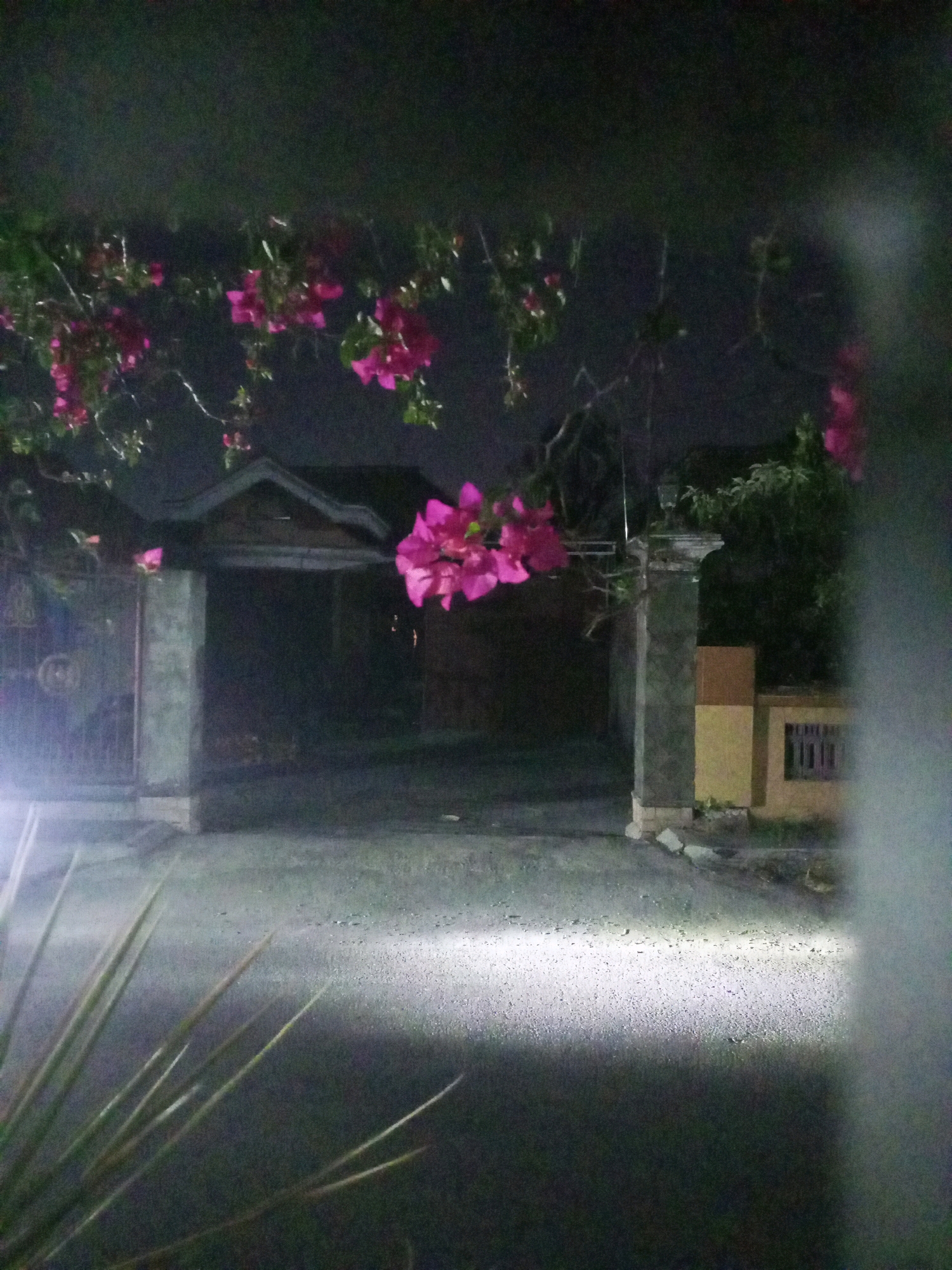 The image captures a nighttime scene in Ngasem, Indonesia, focusing on the entrance to a property. In the foreground, the blurred shapes of tall grass or leaves create a natural frame. Beyond this, a paved driveway is illuminated by a bright, focused light source, likely headlights from a vehicle, casting sharp shadows and highlighting the textured surface of the ground.
The middle ground reveals a house with a distinctive gabled roof, partially obscured by darkness. To the left of the house, a metal gate stands open, with a circular decorative element visible. A concrete pillar is positioned in front of the gate. To the right of the house, another large, decorative concrete pillar marks the edge of the property, with a portion of a building painted in yellow and beige tones visible behind it, featuring a barred window.
Dominating the upper portion of the image are branches of a flowering plant, laden with vibrant pink bougainvillea. These flowers hang into the frame, adding a splash of color against the dark night sky and the muted tones of the architectural elements. The overall impression is one of a residential entrance at night, with the natural beauty of the flowers contrasting with the man-made structures.