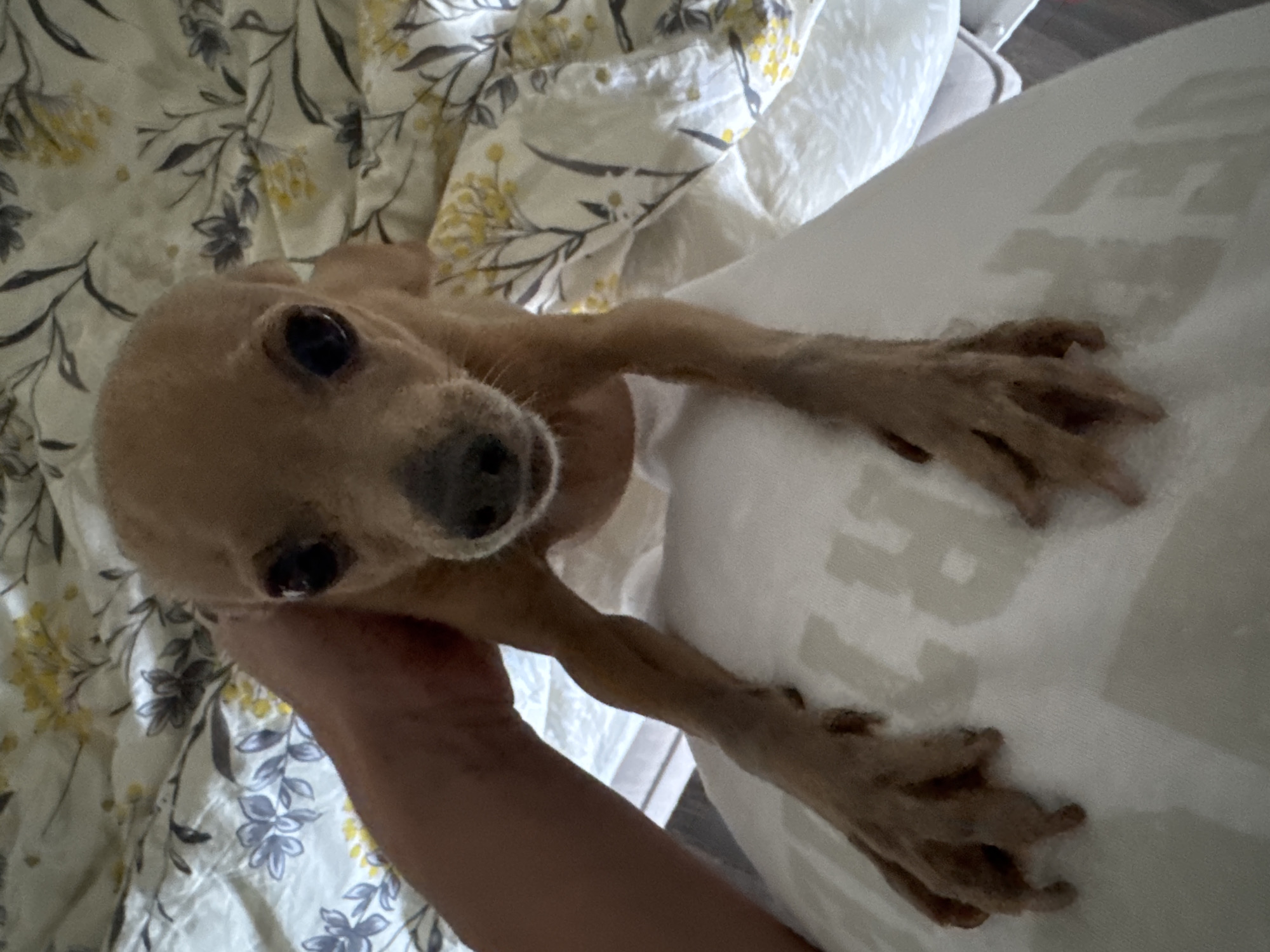 A small, tan dog with large, dark eyes and prominent ears is held by a person's hand over a white surface. The dog's front legs are extended, and its paws are visible. The background consists of a floral-patterned fabric, possibly bedding, with yellow and gray flowers on a white background. The scene appears to be indoors, likely in a residential setting. No specific location in the city of Chaikovsky, Russia can be determined from the image.