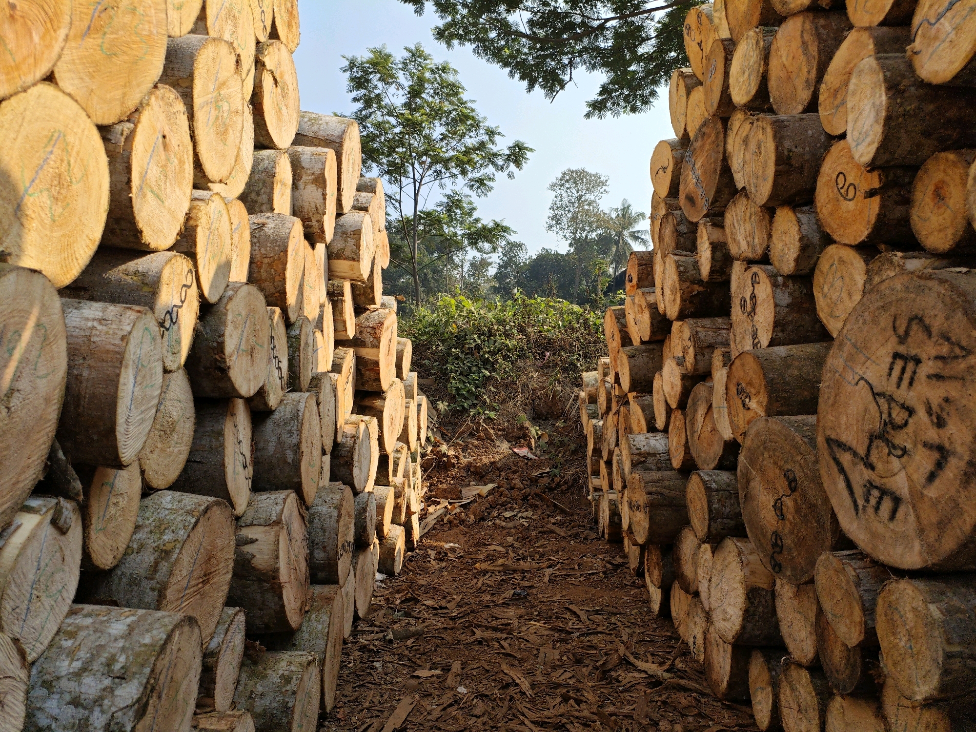 The image depicts a pathway between two large stacks of freshly cut logs. The logs are of varying sizes and have been arranged in a neat, orderly fashion, forming walls on either side of a dirt path. Some logs are marked with black ink, possibly indicating inventory numbers or types of wood. The scene is outdoors, with lush green trees and foliage visible in the background, suggesting a natural or semi-rural environment. The sun is shining, casting warm light and shadows on the logs and the ground. The presence of stacked logs implies a logging or lumberyard operation. While the provided text mentions "Penundan, Indonesia," this specific location cannot be verified from the visual information alone, as there are no discernible landmarks or signs to confirm it. The image focuses on the logs and the pathway, with no people or animals present. The overall impression is one of an industrial or resource-extraction setting within a natural landscape.