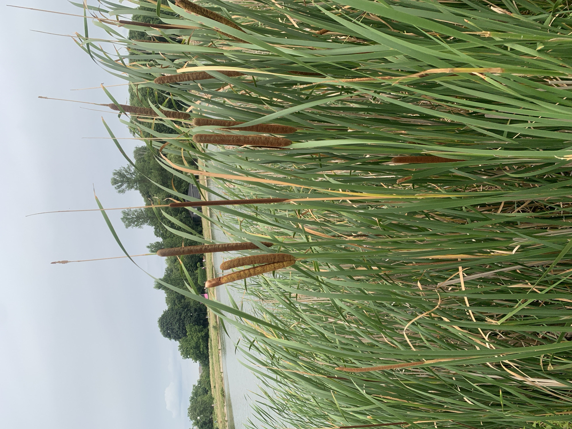 The image depicts a close-up view of cattails growing along the edge of a body of water, likely a lake or pond, with trees and a cloudy sky in the background. The foreground is dominated by lush green cattail leaves and several brown cattail heads. The water is calm and reflects the overcast sky. In the distance, beyond the water, is a line of trees, and further back, a few buildings are visible. There are a few indistinct figures walking in the distance on the far bank of the water. The scene suggests a natural setting within a park or a natural reserve. The weather appears to be overcast and humid. The overall atmosphere is serene and natural. The location is described as the city of Kolomyia, Ukraine.