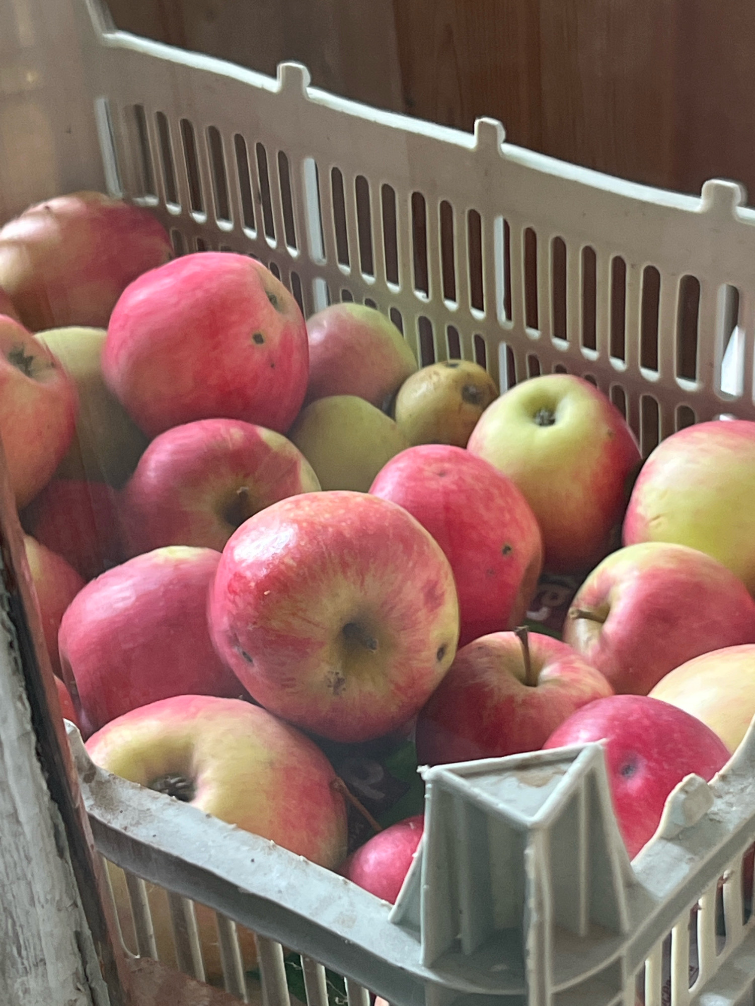 A close-up, slightly angled medium shot shows a white plastic crate filled with ripe, red and yellow apples. The apples are densely packed, with some partially obscured by others. The crate has a slatted design along its sides and top rim. The background consists of a textured, wooden surface. The lighting is diffuse, highlighting the apples' smooth skins and varied coloring. The setting appears to be indoors.