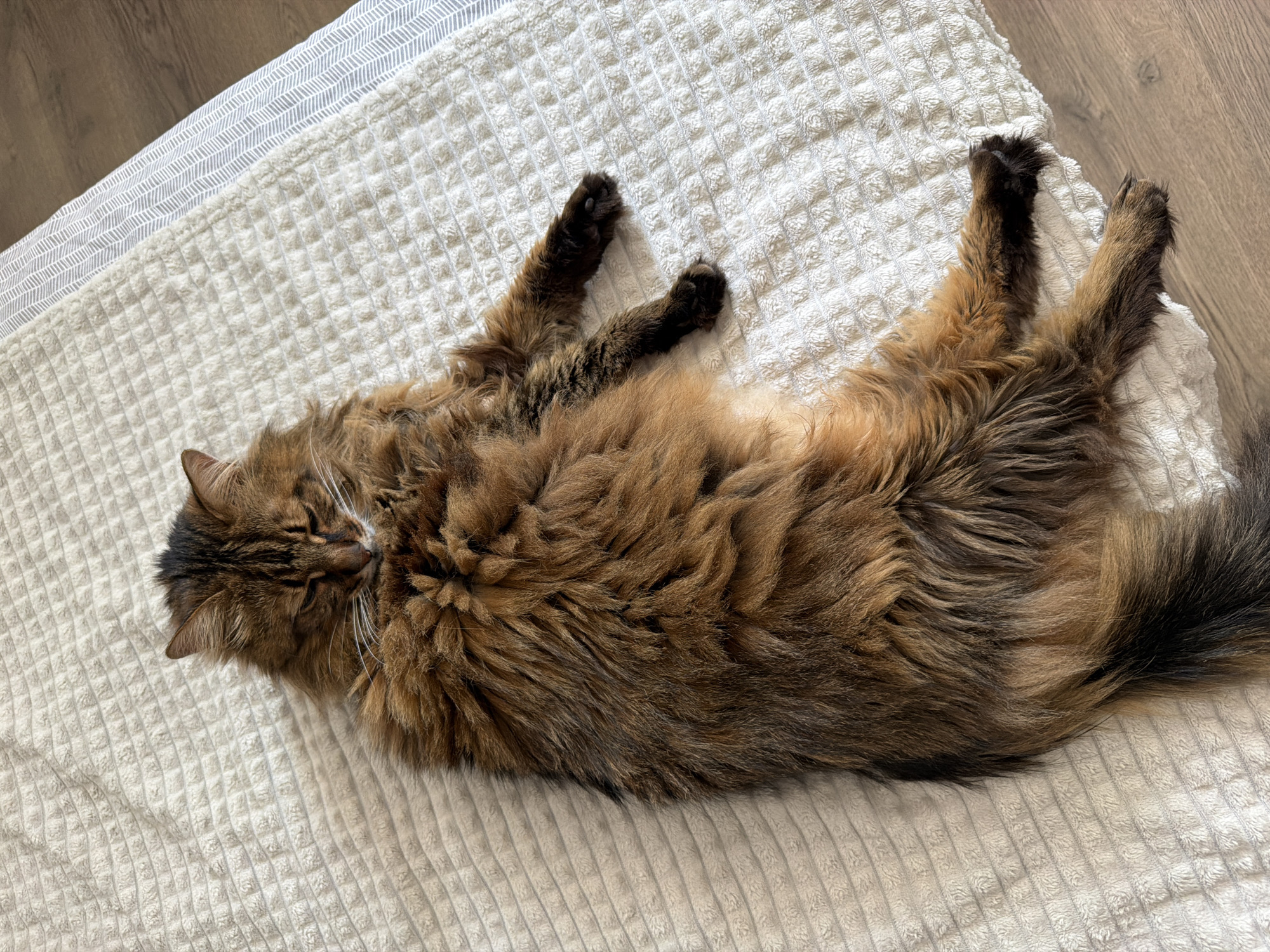 A long-haired brown and black cat is lying on its back on a white textured blanket. The cat is in the center of the frame, with its paws extended. Its eyes are closed, and its head is resting on its chest. The blanket has a grid pattern and is bordered on the right by a strip of fabric with a chevron pattern, beyond which is a wooden floor. The scene is indoors, likely a bedroom or living room. There is no indication of the location being Kyiv, Ukraine, or any specific city.