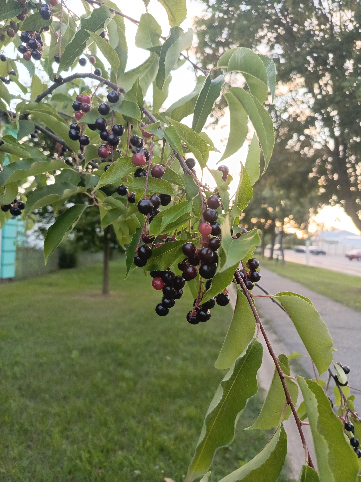 A branch of a cherry tree with ripe dark red to black berries hangs in the foreground, with green leaves on either side. The branch extends from the left side of the image diagonally downwards to the right. In the background, a sidewalk runs parallel to the road. Further back, there is a grassy area, a road with two cars, and trees with blurred foliage. The sky is bright with a hint of sunset. To the left of the frame, a portion of a light blue building and a wooden fence is visible. The scene appears to be in a residential or park area of Ivatsevichy, Belarus.