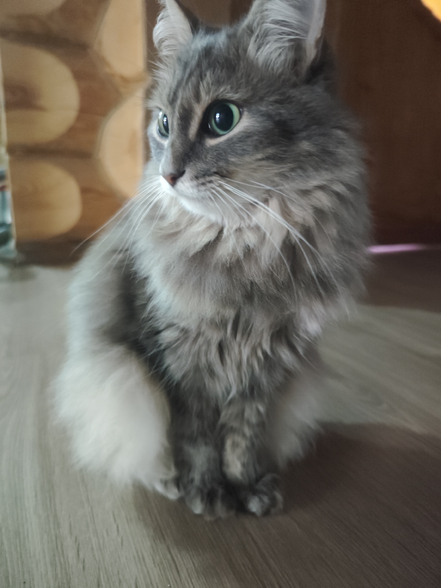 A gray, long-haired cat with green eyes sits on a wooden floor, facing left. The cat's fur is fluffy, and its paws are visible. The background includes a light wood wall with circular patterns. The location, Chaikovsky, Russia, is not evident within the confines of the image itself.