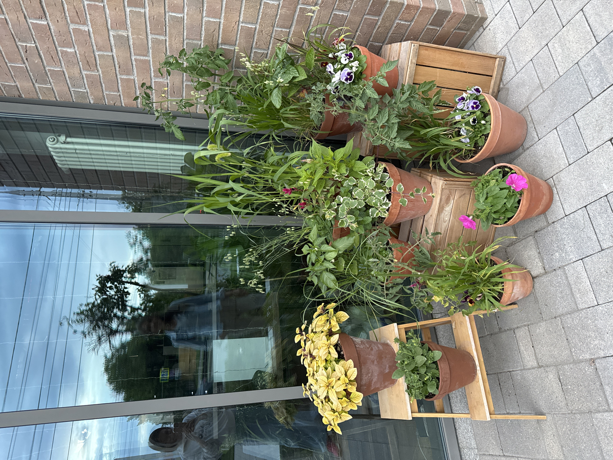 The image depicts a collection of potted plants arranged outside a building with a large glass facade and a brick wall. The plants include flowering plants such as pansies and bright pink petunias, as well as greenery with yellow foliage and tall grass-like plants. Some plants, such as tomato plants, are also visible. The pots are made of terracotta and are placed on wooden crates and a small wooden step stool. Reflections in the glass show two individuals, one wearing a hoodie and holding a phone, and another in a denim jacket. A white radiator is visible reflected in the glass. The ground is paved with gray interlocking stones. The overall scene is an outdoor planting display in an urban setting. The mention of Izhevsk, Russia, is not verifiable from the visual information provided in the image itself.