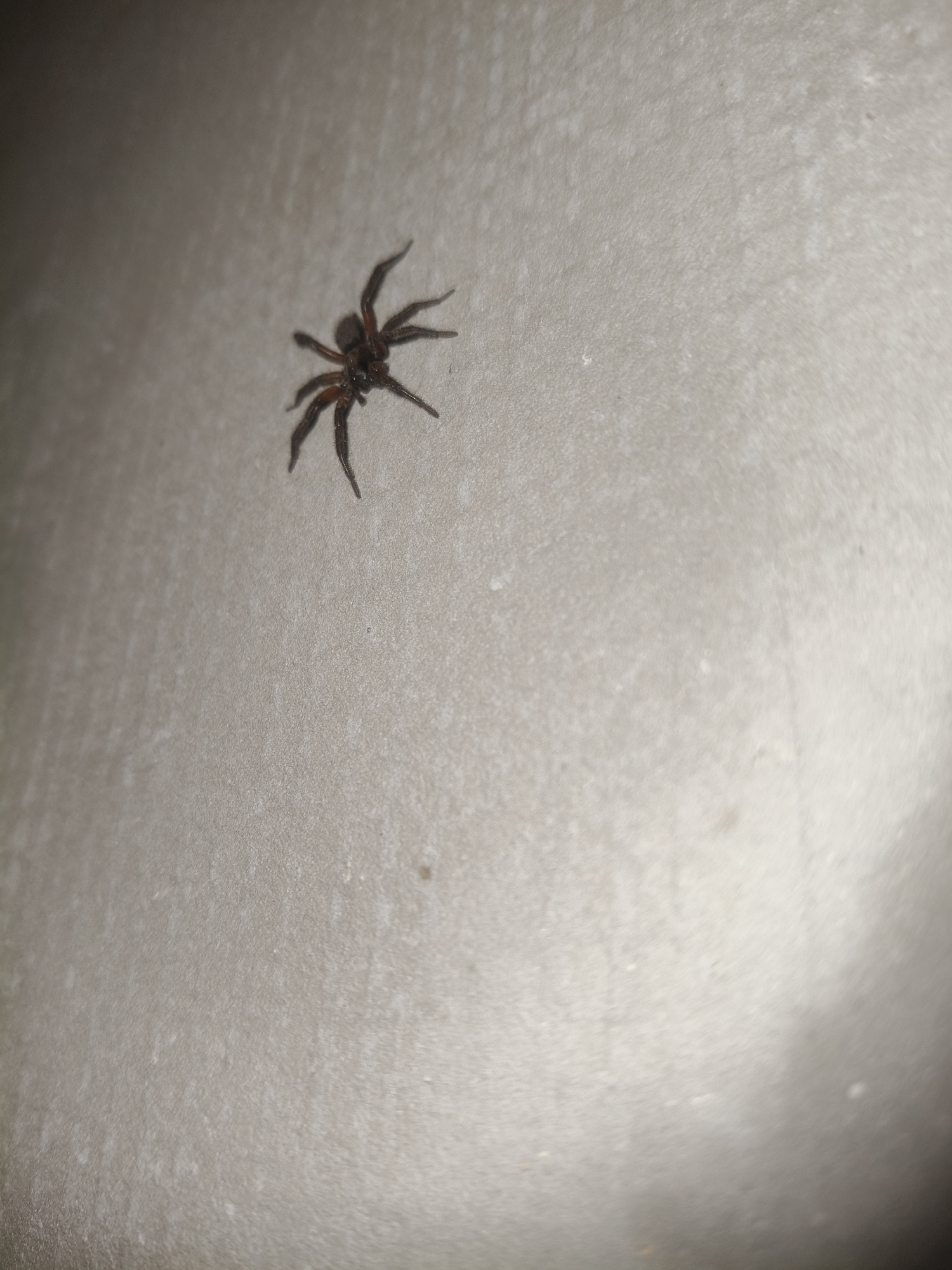 A dark brown spider with eight visible legs is positioned on a textured, light gray surface. The spider is oriented with its legs spread outwards. The background is a mottled gray, with some slight variations in shading. No additional objects or living beings are visible in the frame. The image does not contain any information about its location in Grinăuți, Moldova, or any environmental details relevant to a city setting.