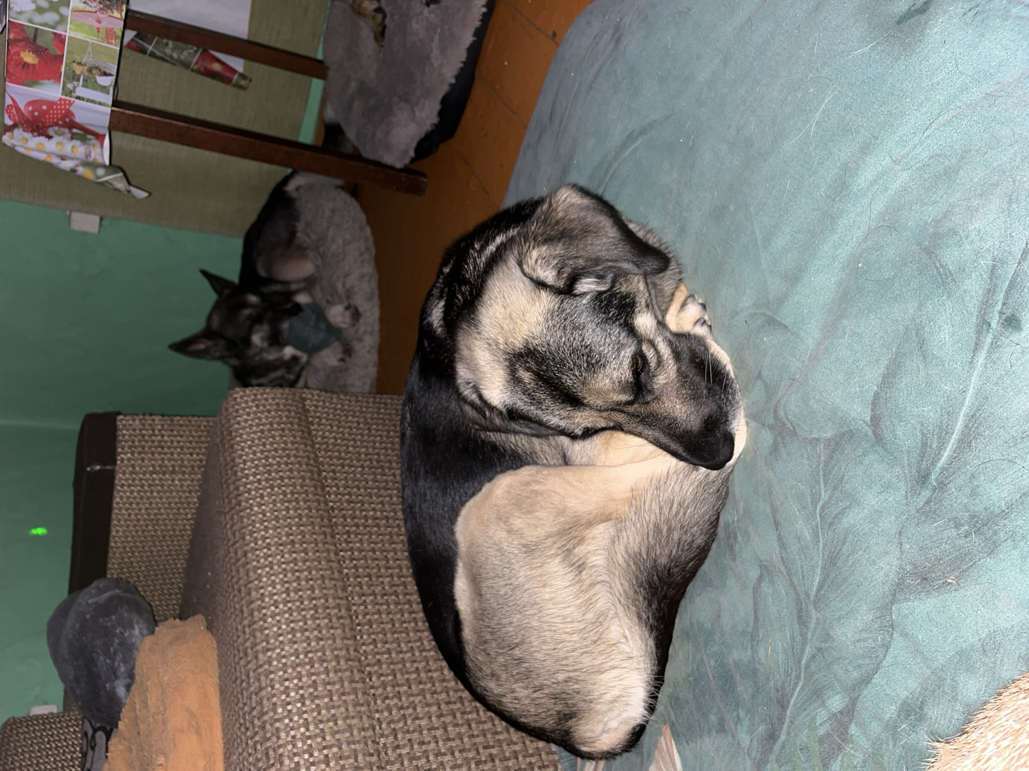 A medium-sized dog with black, tan, and gray fur is curled up sleeping on a teal-colored dog bed. The dog is in the foreground, facing the right side of the frame, with its head resting on its paws. In the background, another dog, a German Shepherd mix, is lying on a round, gray dog bed, appearing to chew on a toy. To the left of the dogs is a brown and beige woven couch with two pillows. Behind the couch, a section of a green wall is visible. To the right of the dogs, a wooden table with a colorful tablecloth is partially visible. The flooring appears to be wooden. The lighting suggests an indoor setting, possibly a living room in a residential apartment located in Nizhny Tagil, Russia.