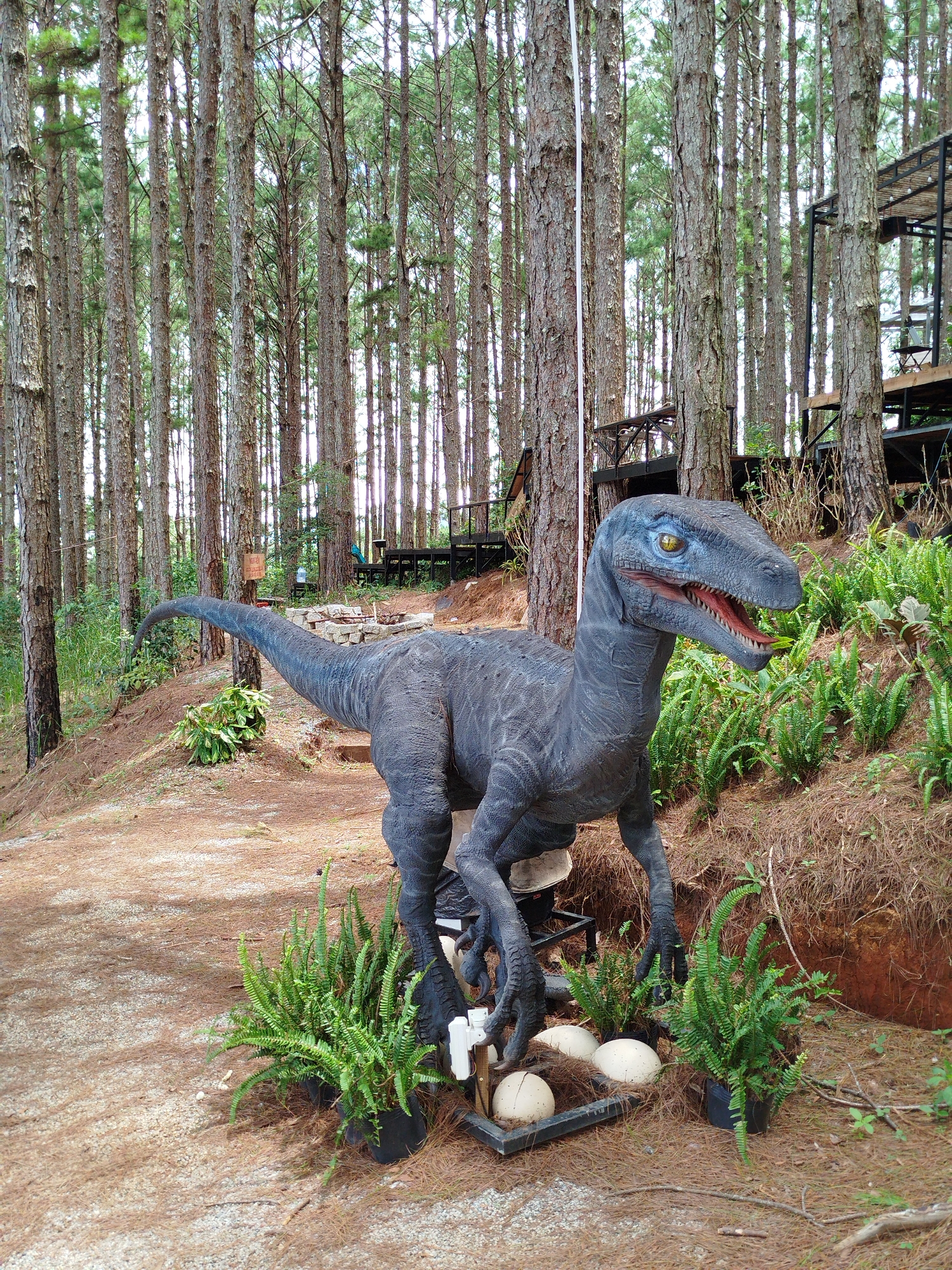 A life-sized sculpture of a blue velociraptor stands in a forest clearing in Da Lat, Vietnam. The dinosaur is positioned in the foreground, facing to the right with its mouth open, revealing sharp teeth and a red interior. Its textured blue skin and yellow eyes are detailed. In front of the velociraptor, three large white eggs sit in a black frame, with two potted ferns flanking the display. The ground is covered in pine needles and small stones. Behind the dinosaur, a path winds uphill. Further back, a dense forest of tall pine trees creates a natural backdrop. In the upper right portion of the image, a multi-level wooden structure, possibly a cafe or observation deck, is visible amongst the trees. The overall scene suggests an outdoor attraction or exhibit within a natural forest setting.